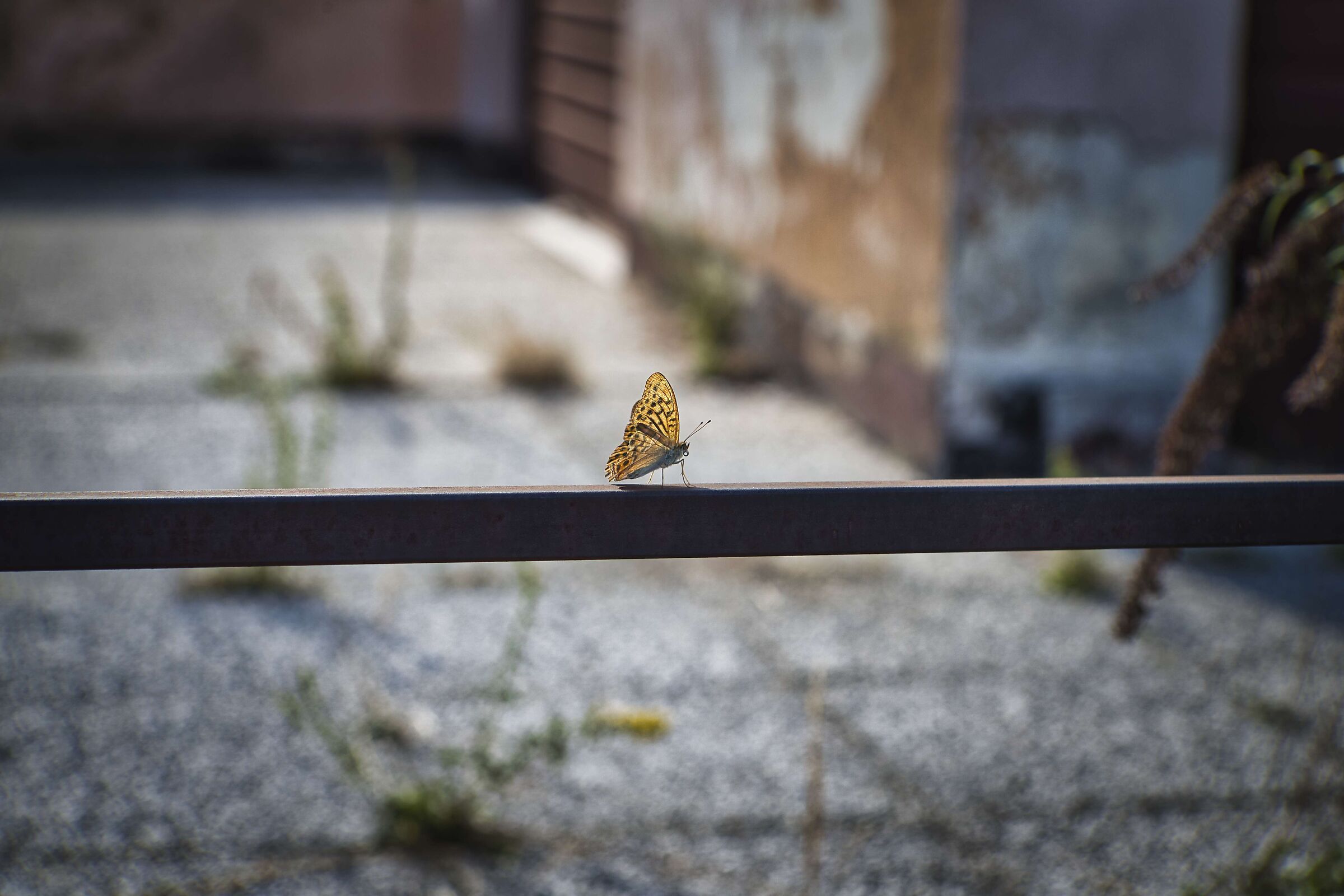 Butterfly Profile...