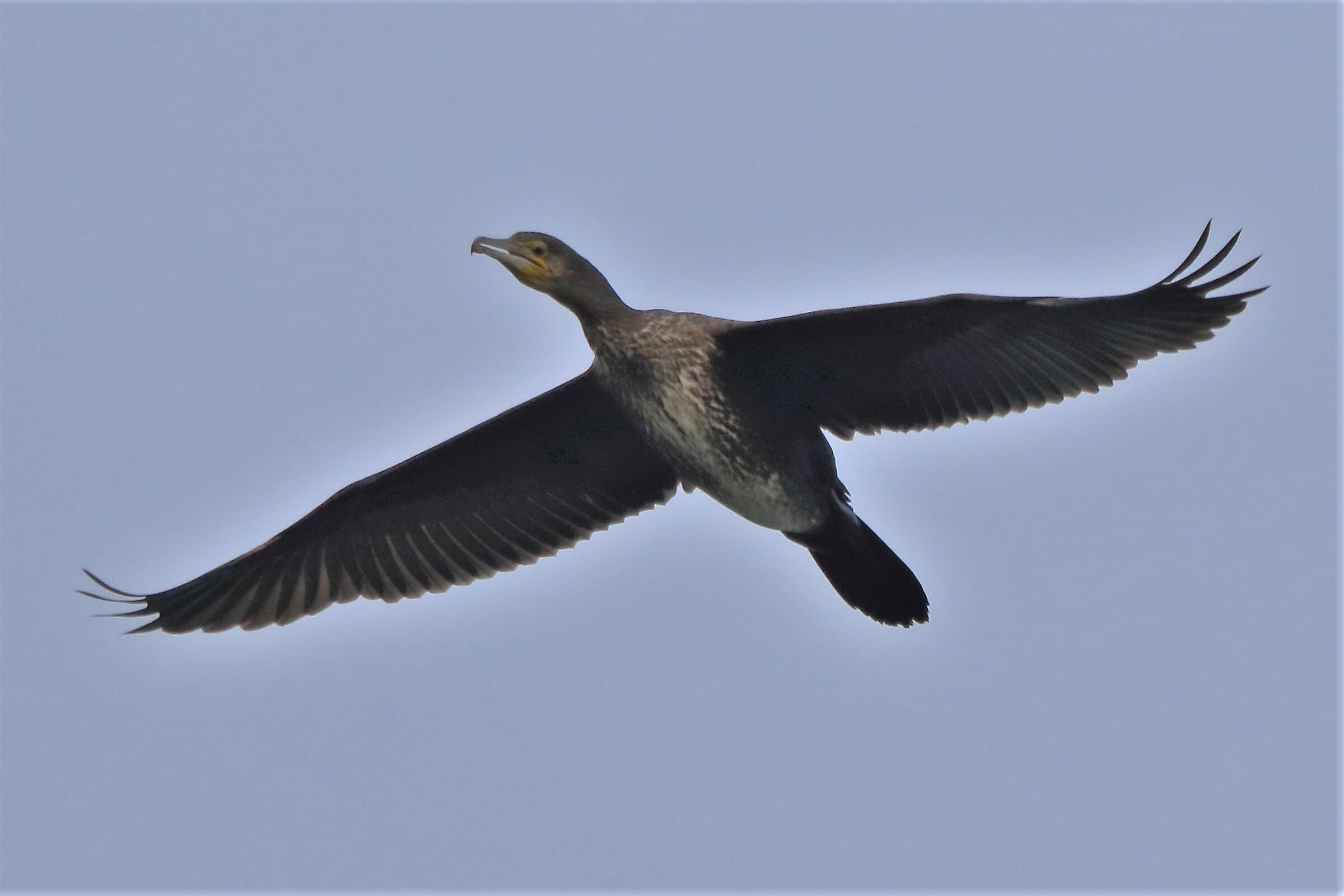 cormorant...