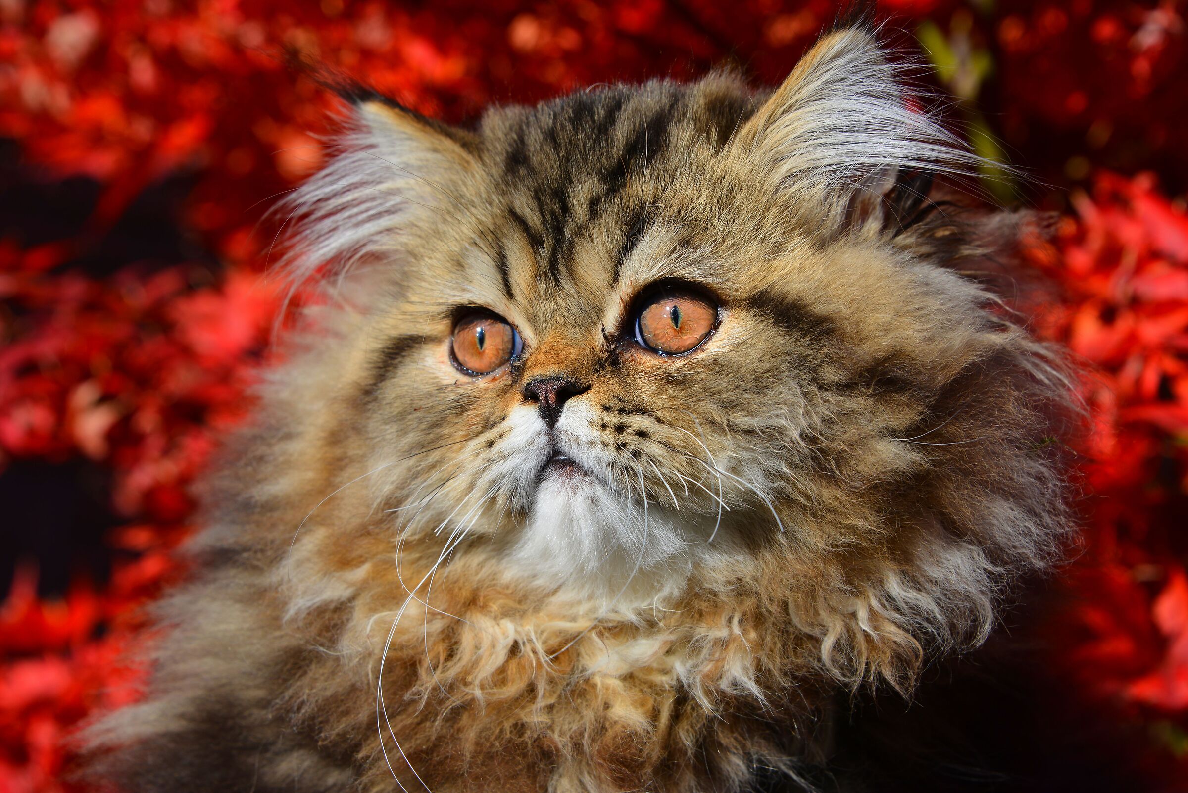 Merlino...