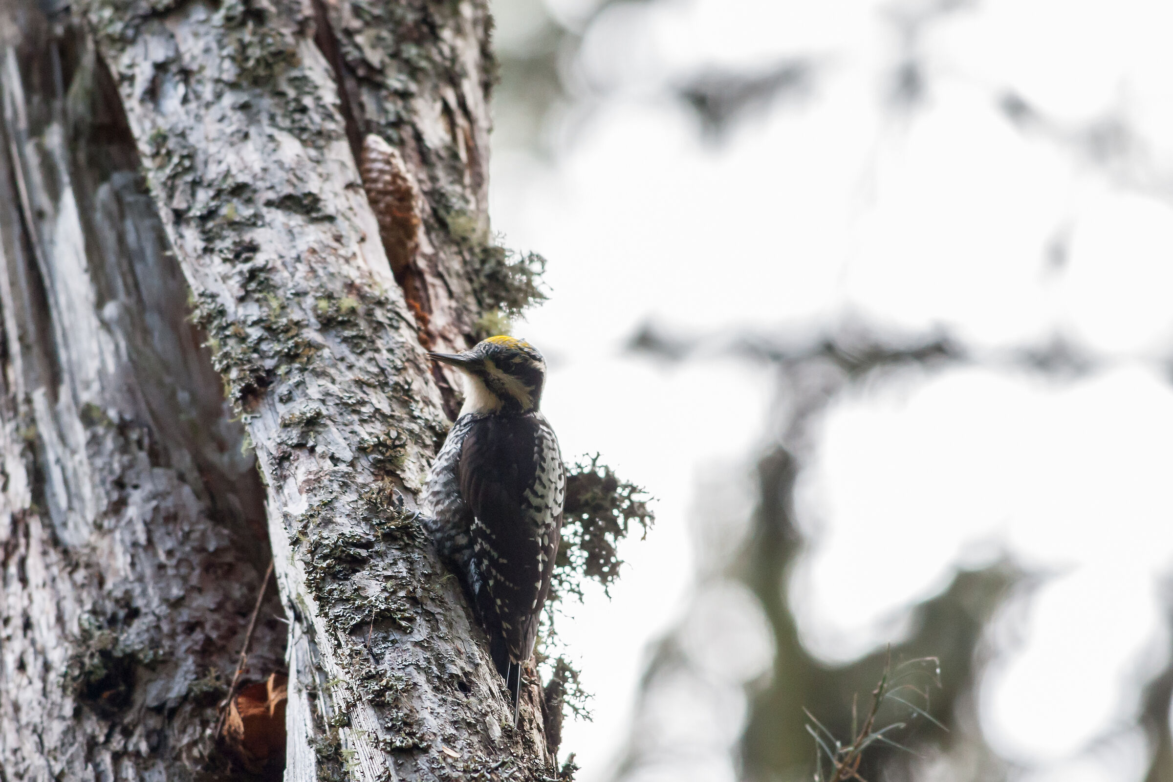 Three-toed woodpecker ...