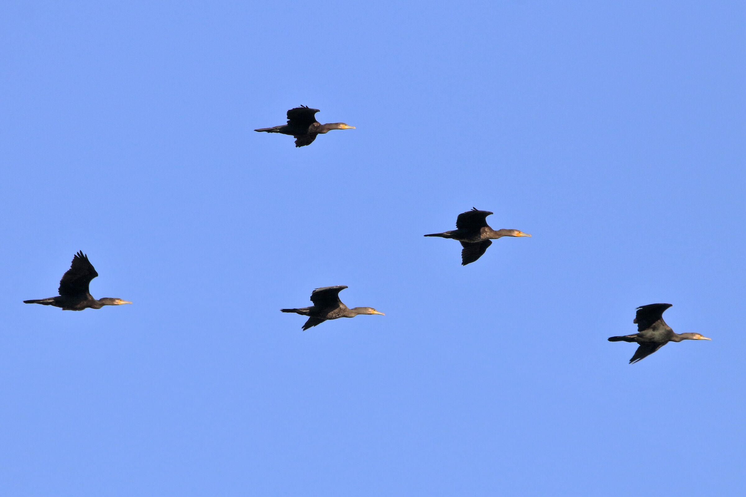 cormorants in flight...