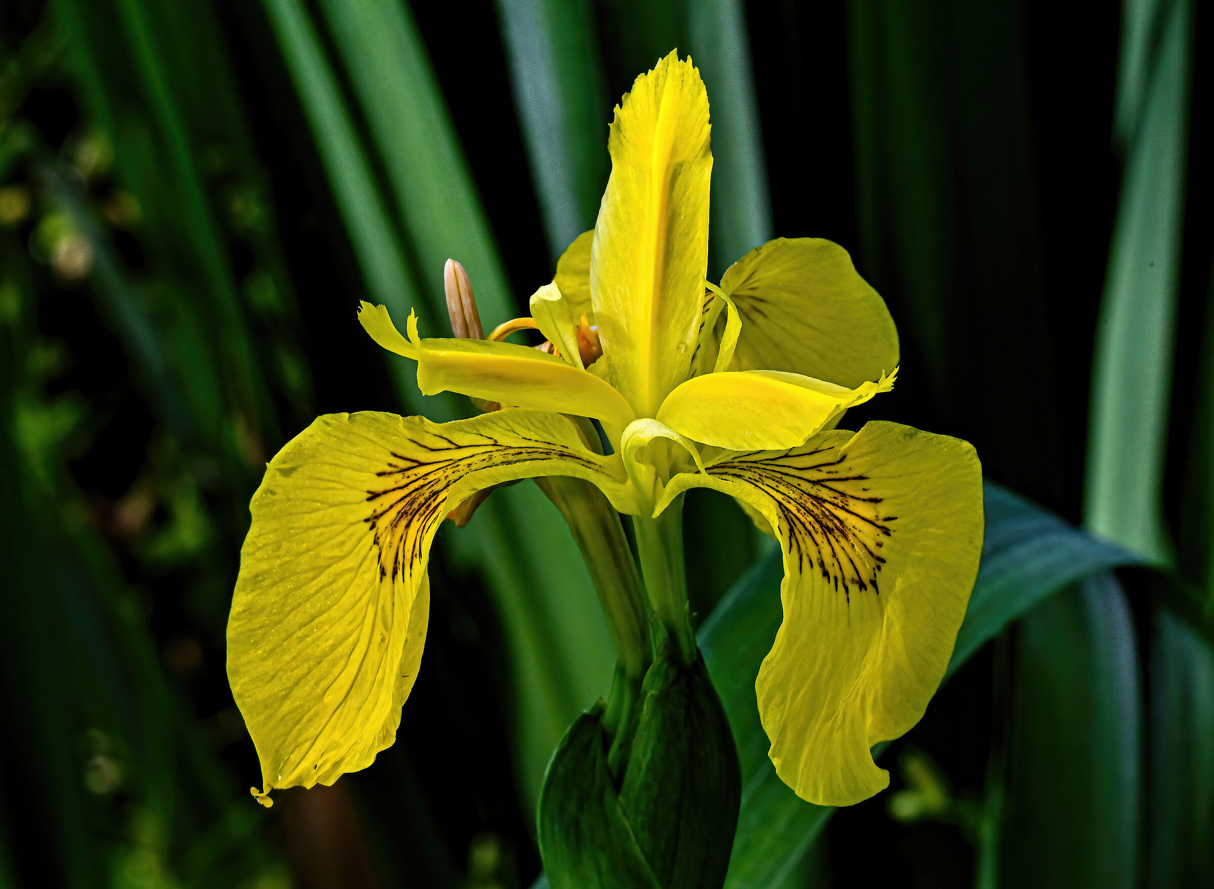 Iris pseudacorus...