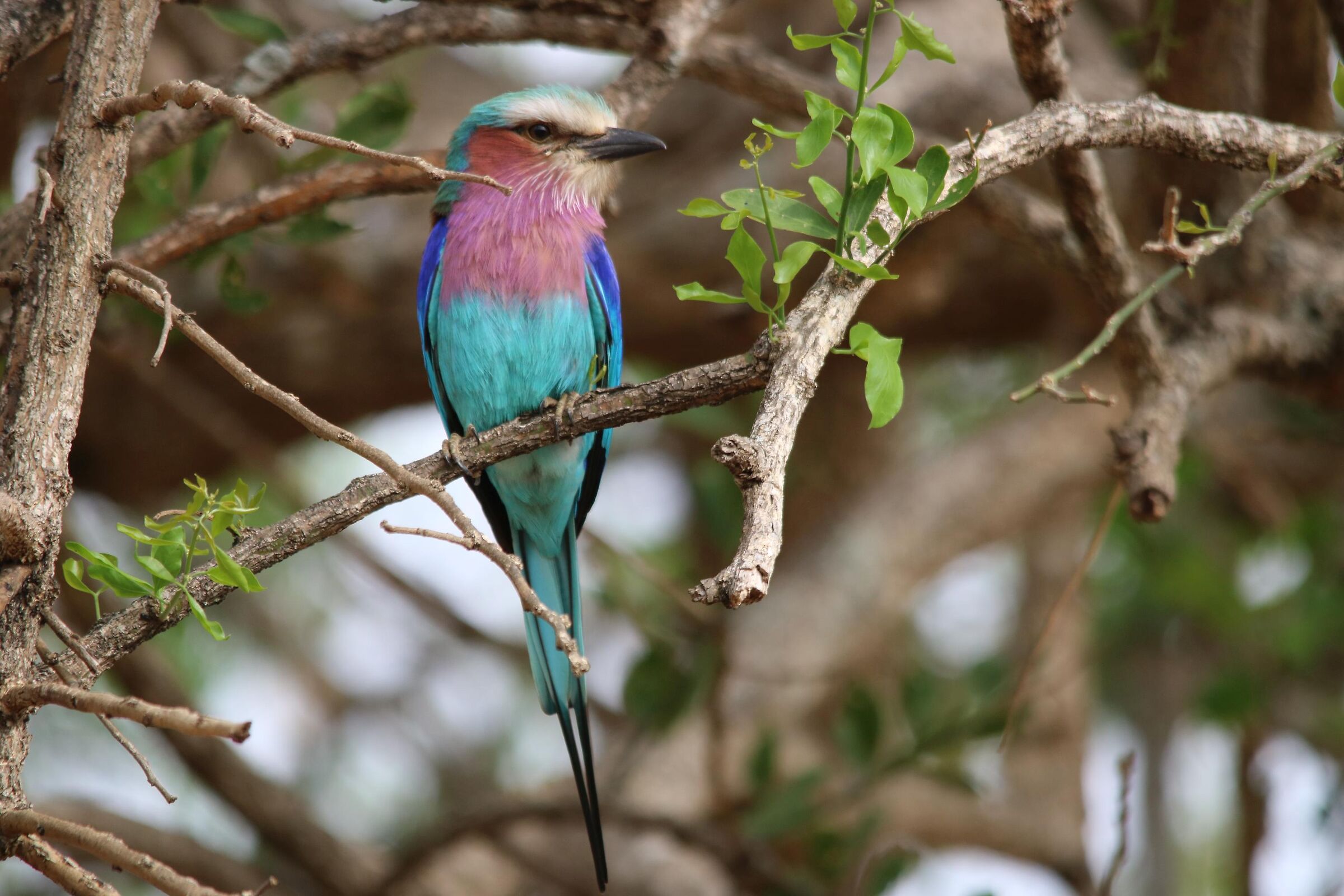 Lilac-breasted Roller...