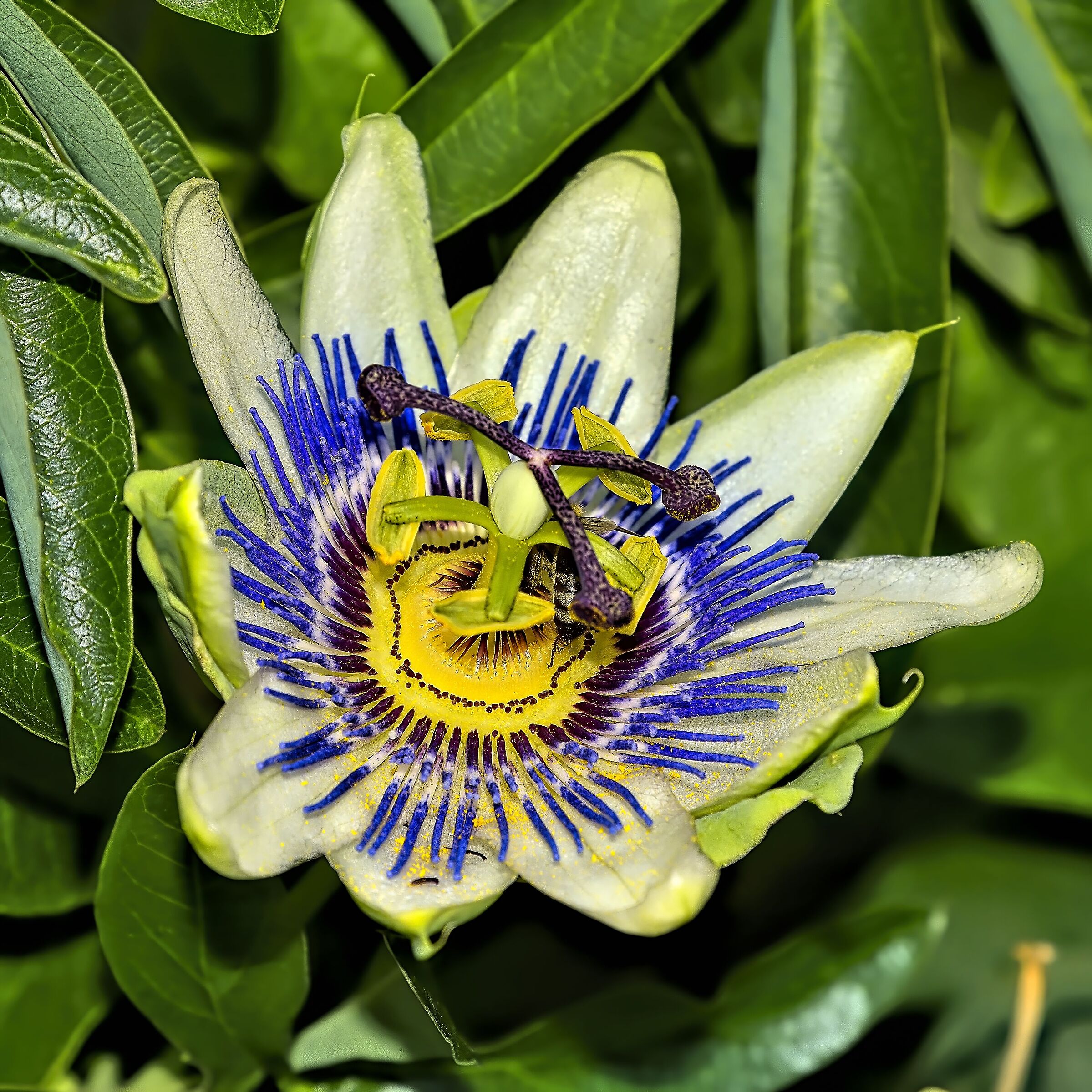 Passionflower - A complex flower...