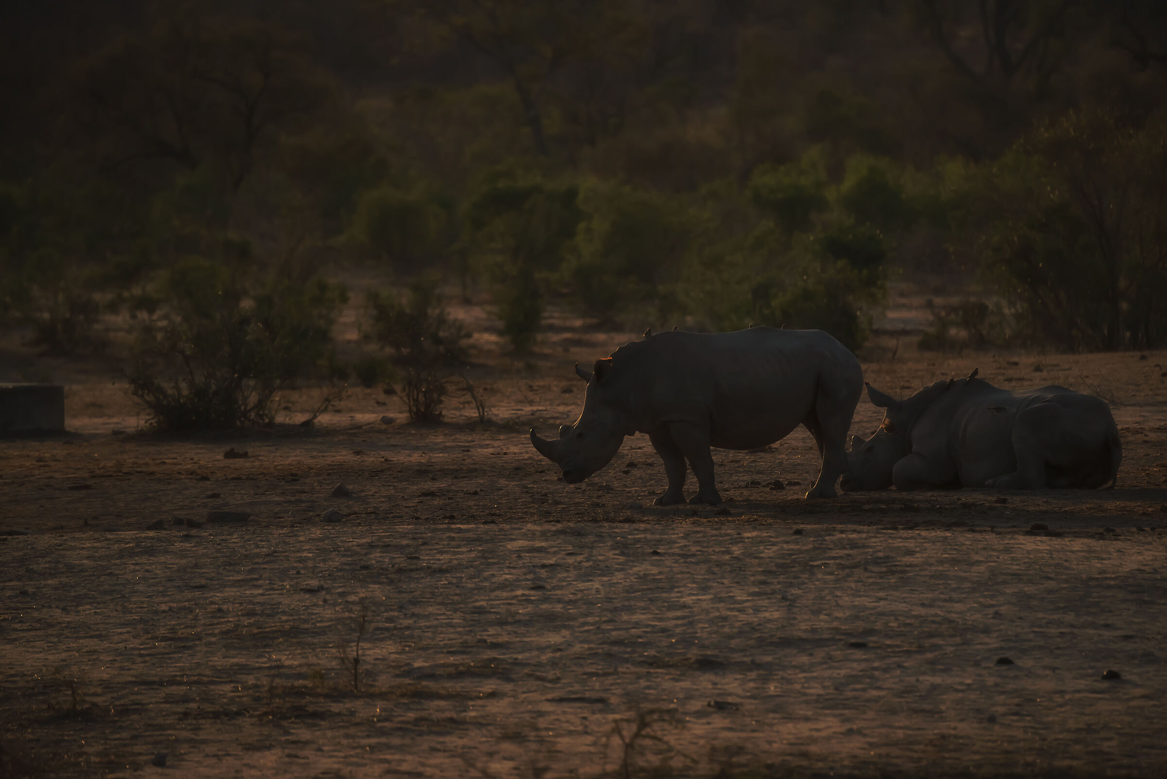 Rhino sunset...