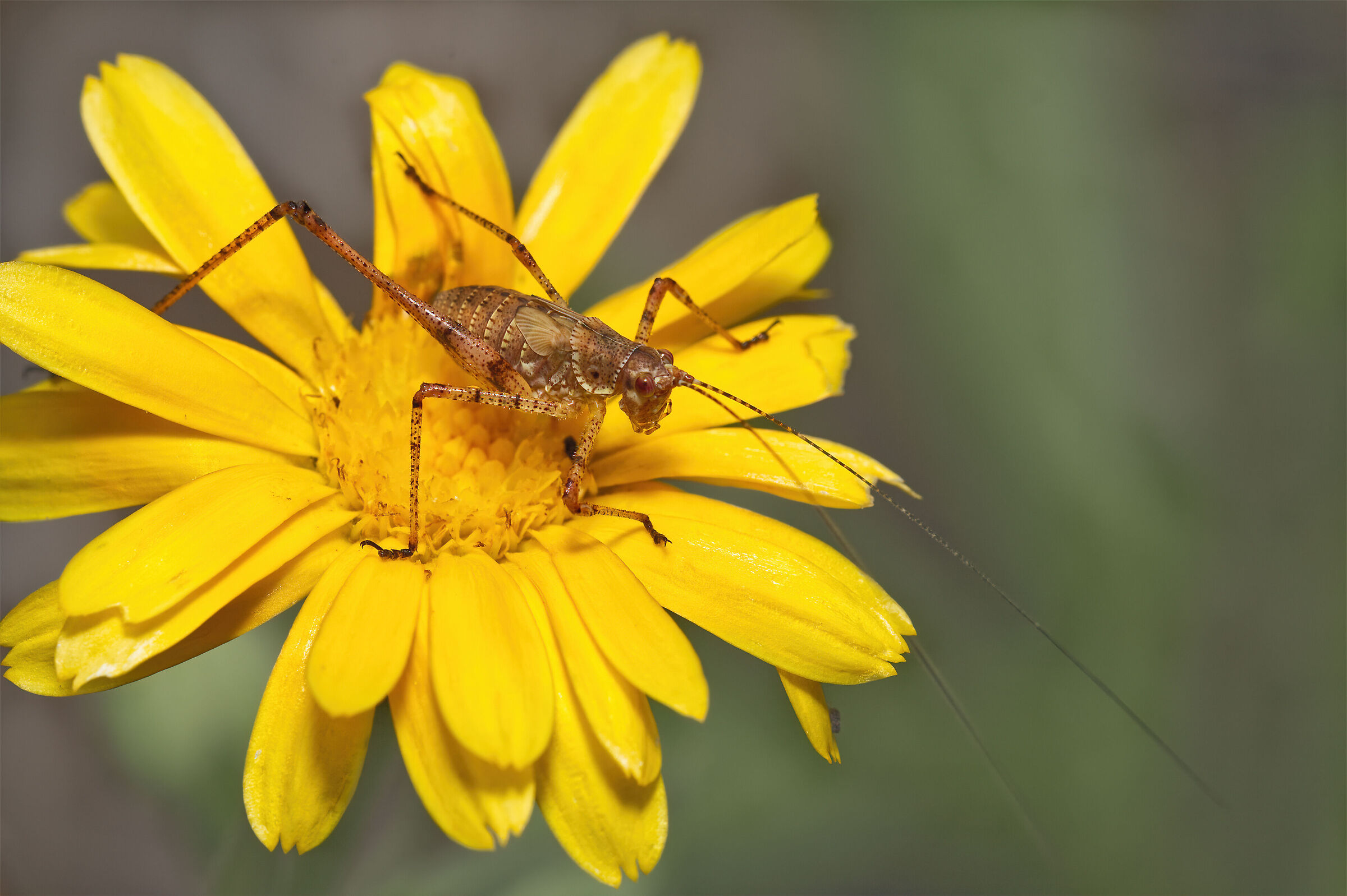grasshopper on flower...