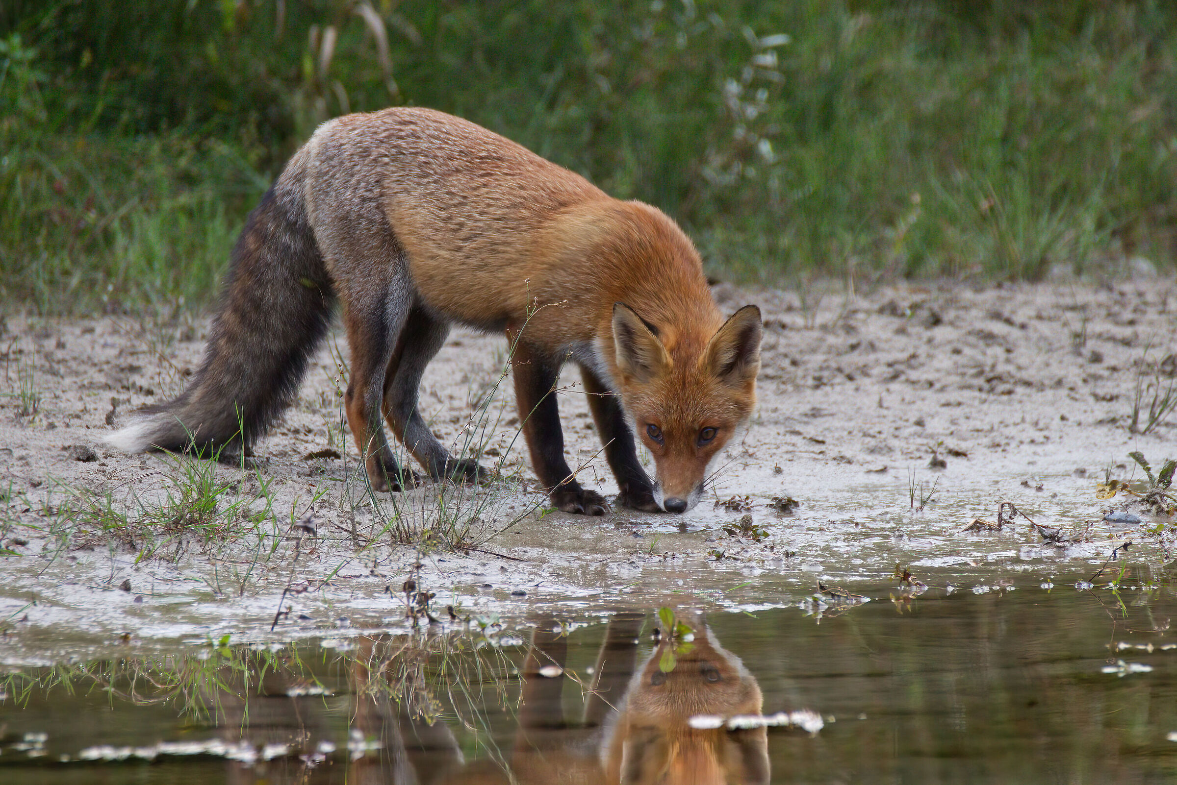 thirsty fox...