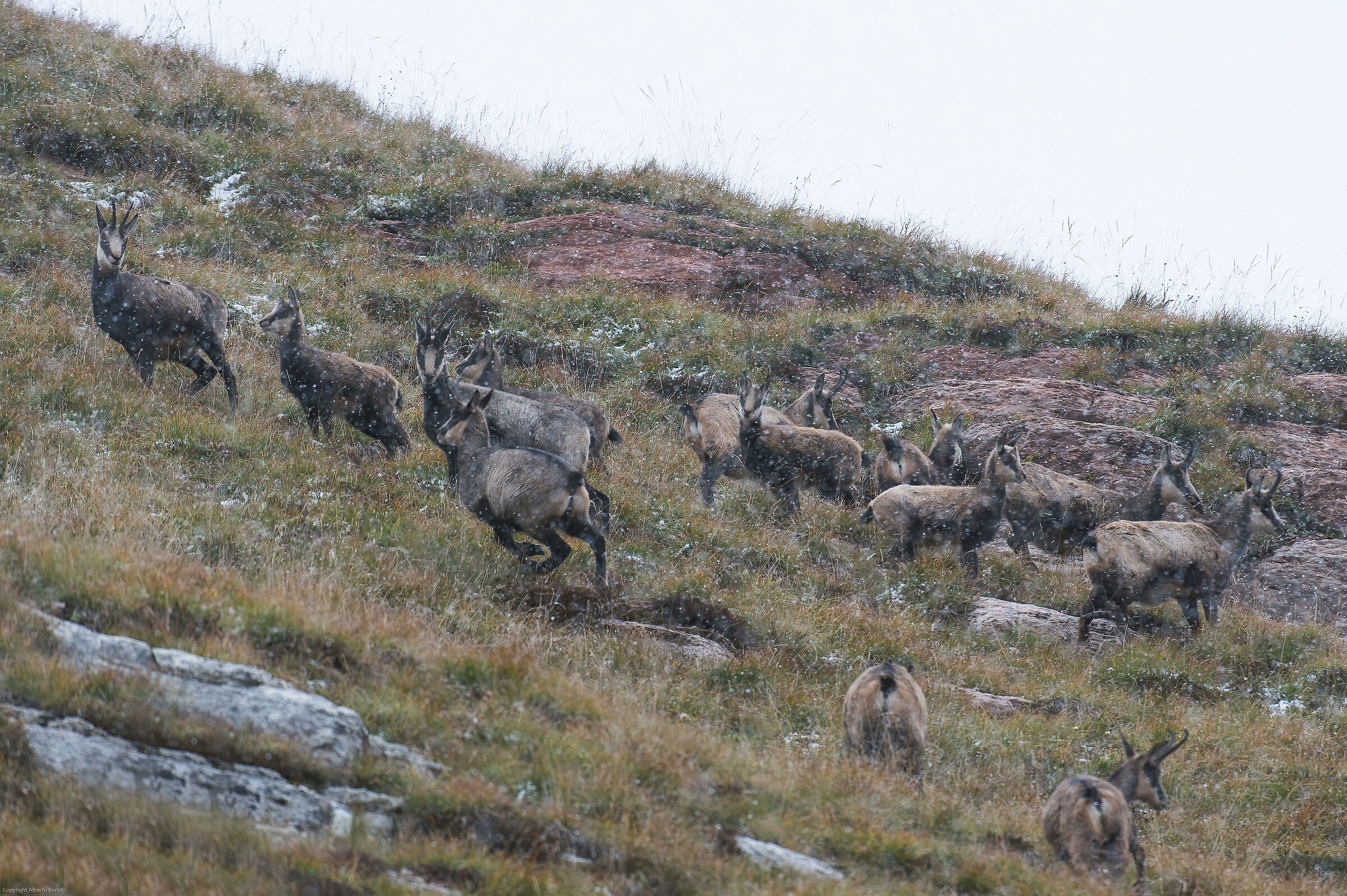 Chamois under the first snow ...