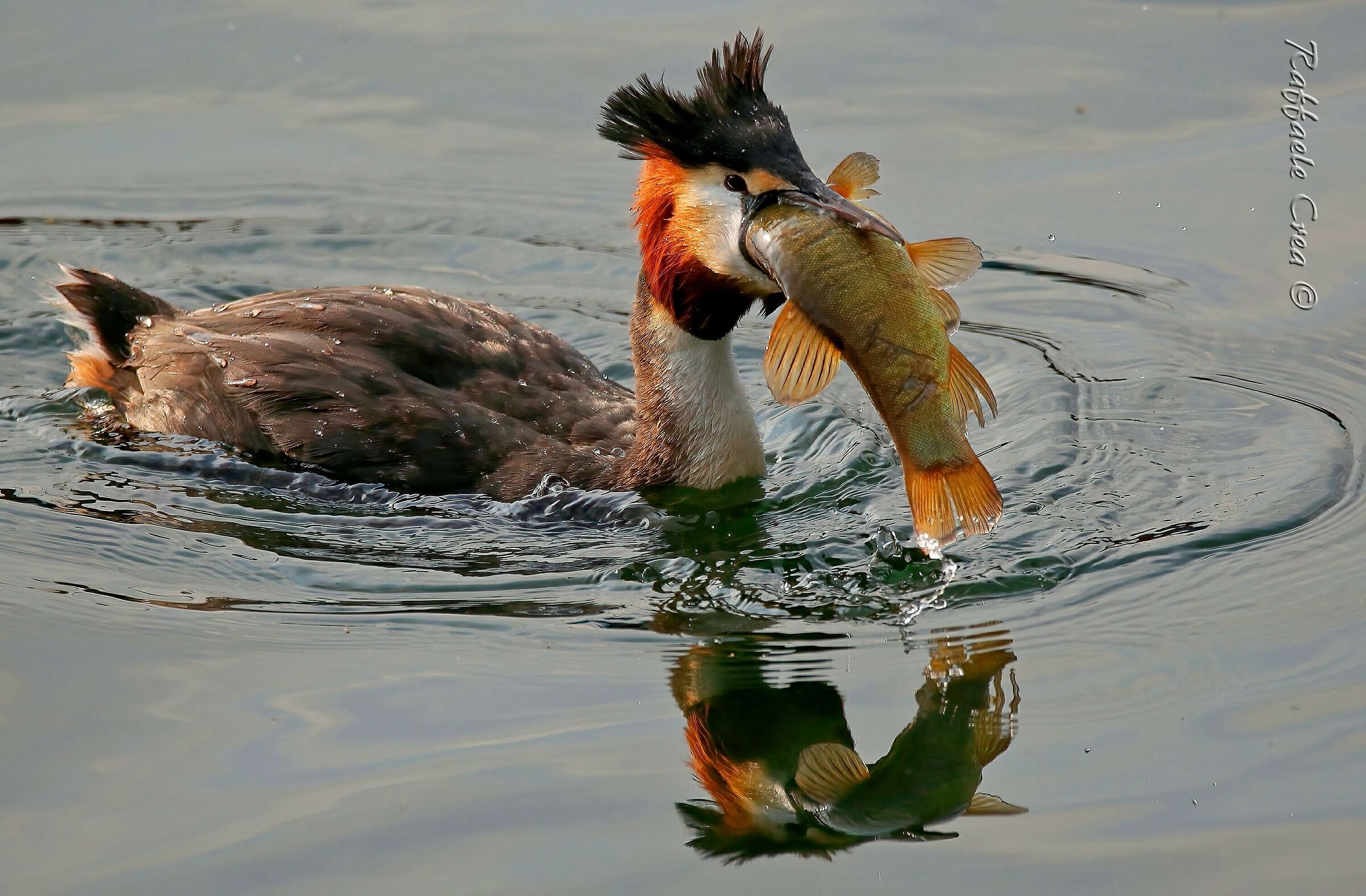 The Great Grebe and the Tinca...