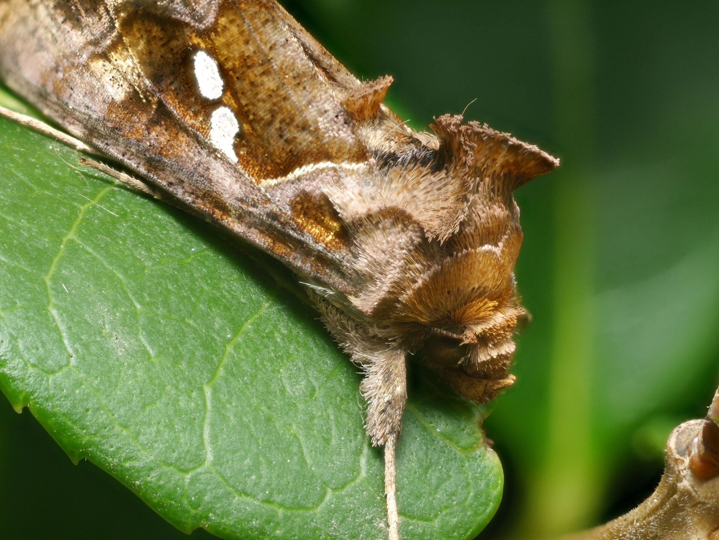 moth 2 ...