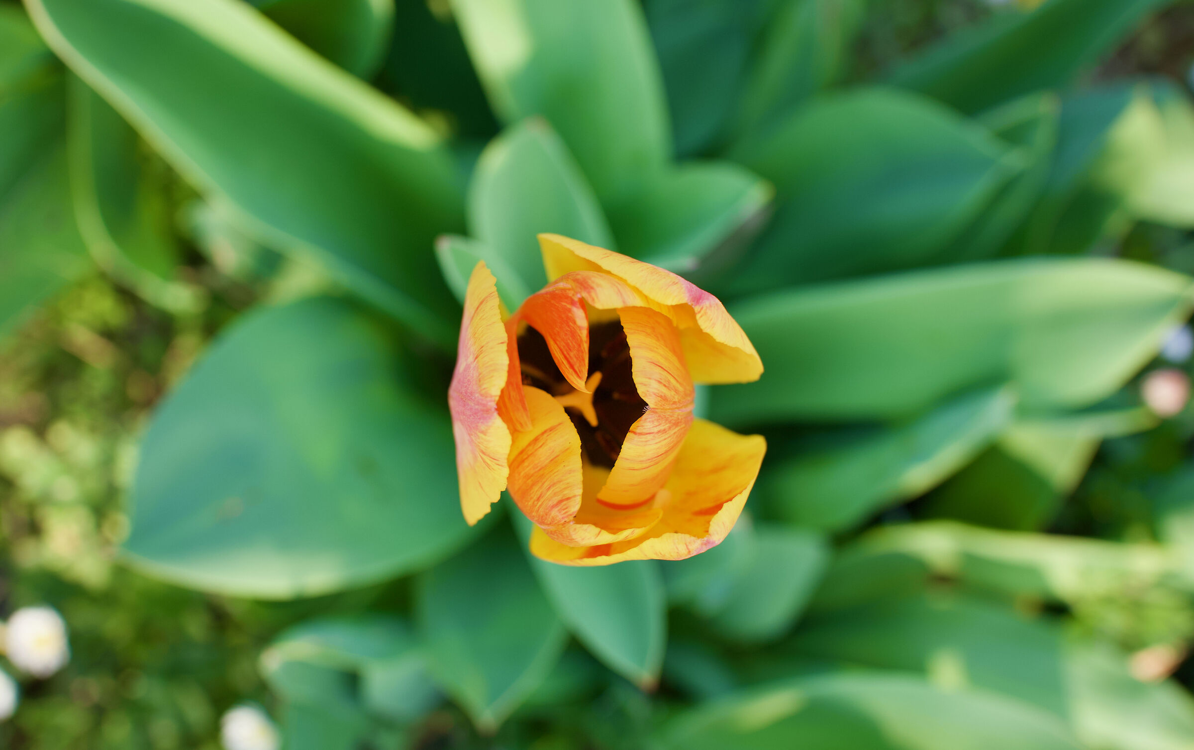 Tulipano...