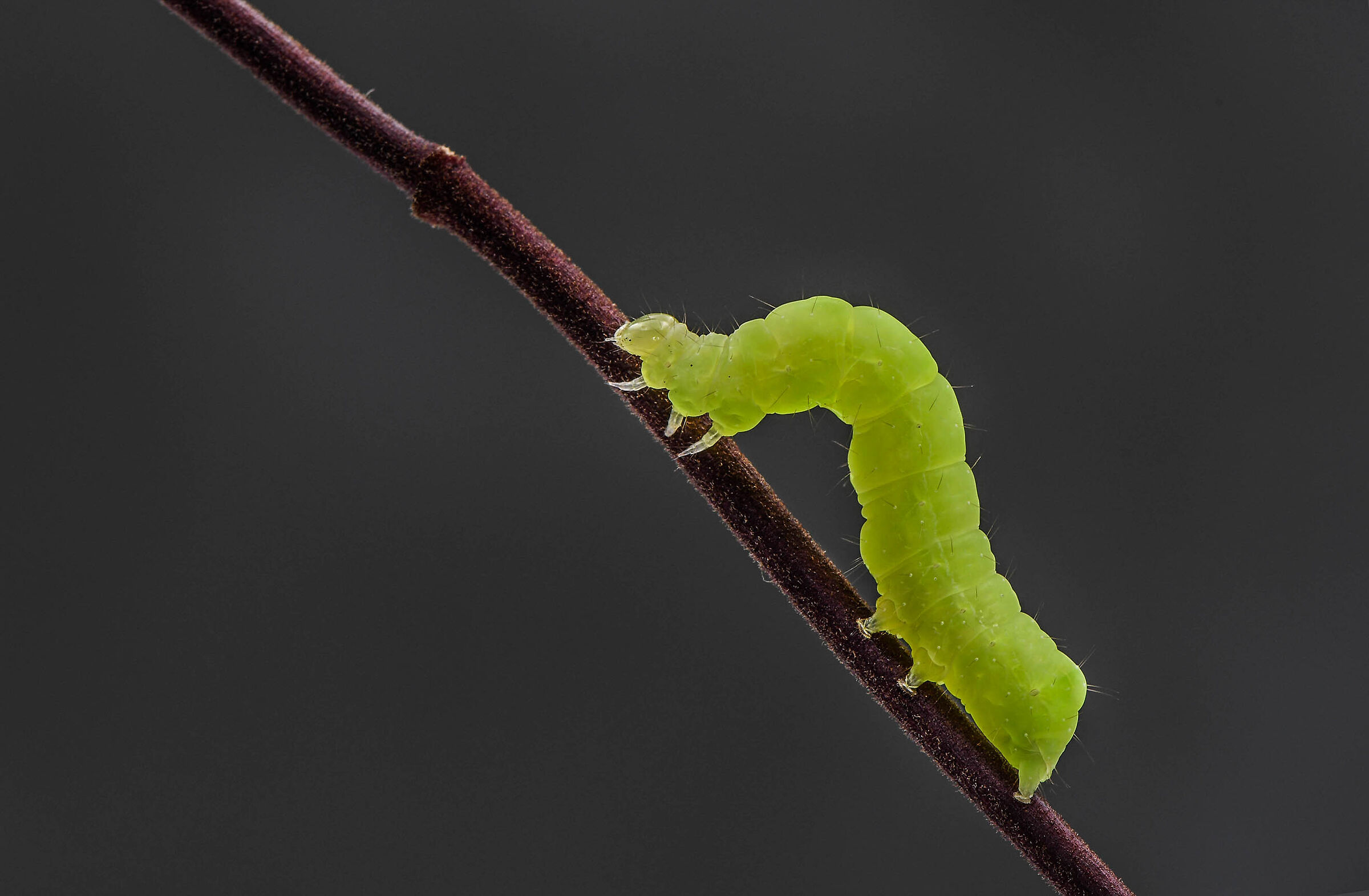 Caterpillar eats leaves....