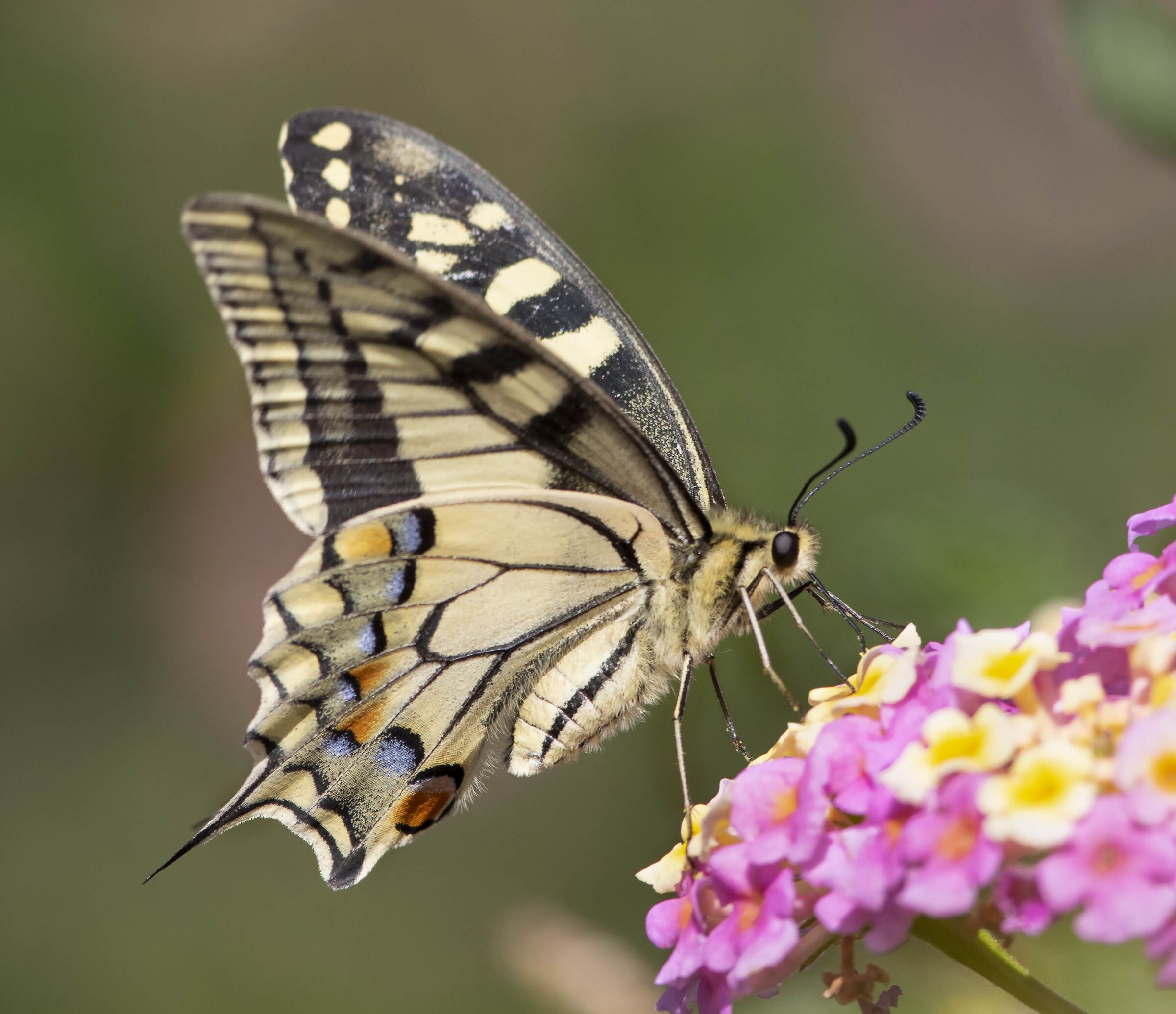 Macaone ( Papilio Machaon )...