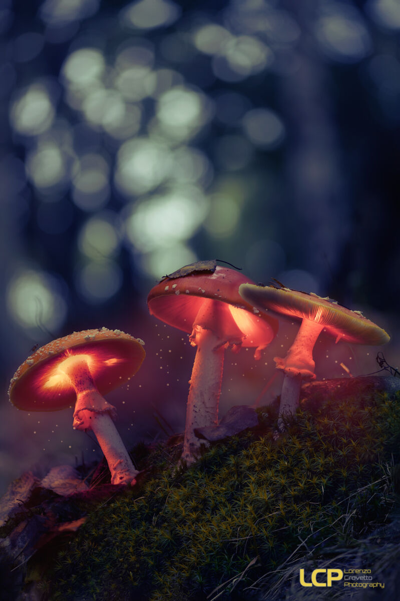 Glowing Mushrooms...