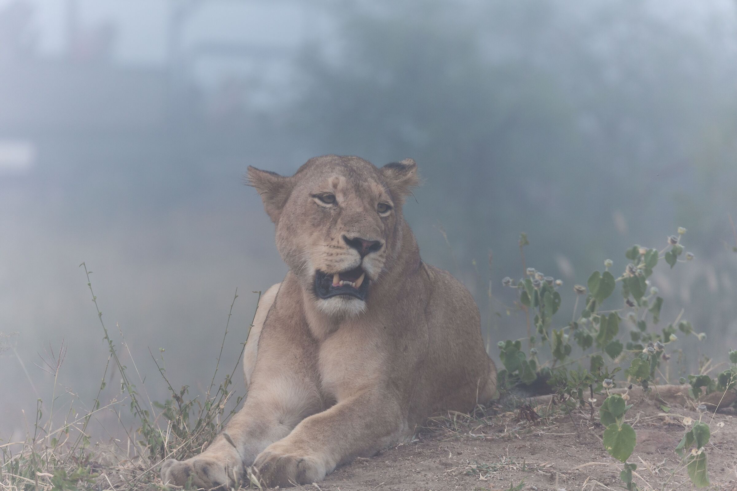 Lions in the fog... 2...