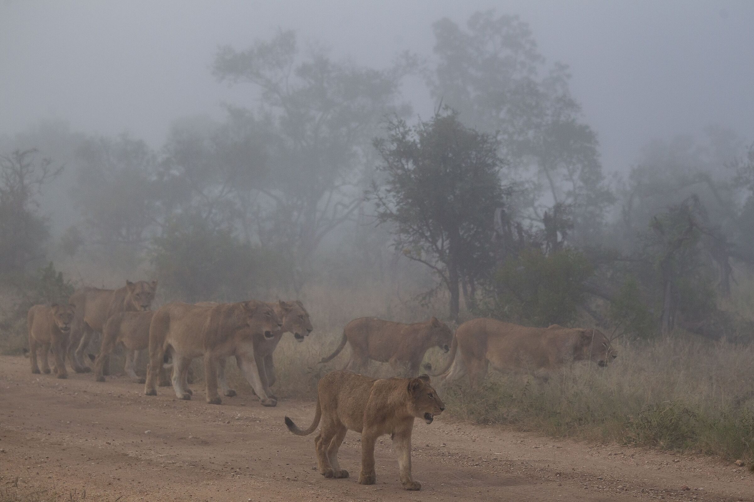 Lions in the fog... 3...
