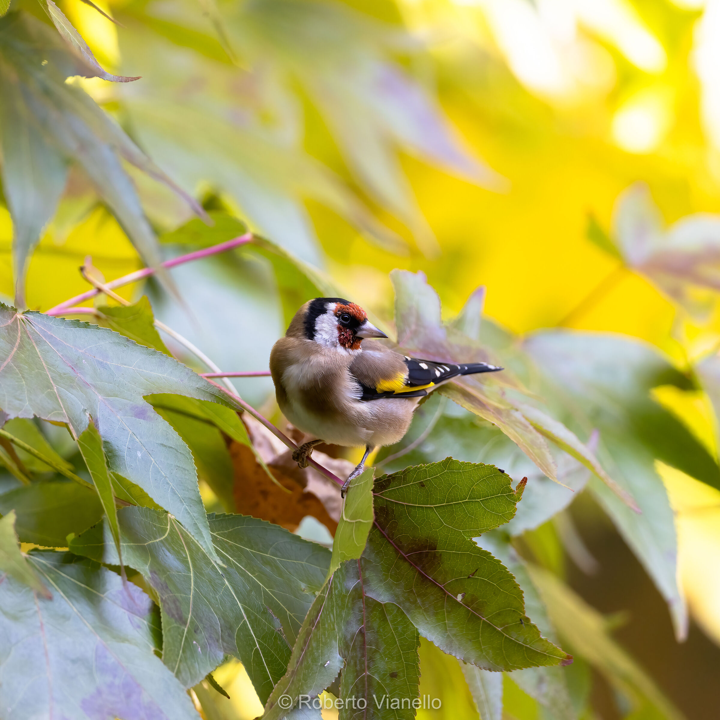Goldfinch (Carduelis carduelis)...