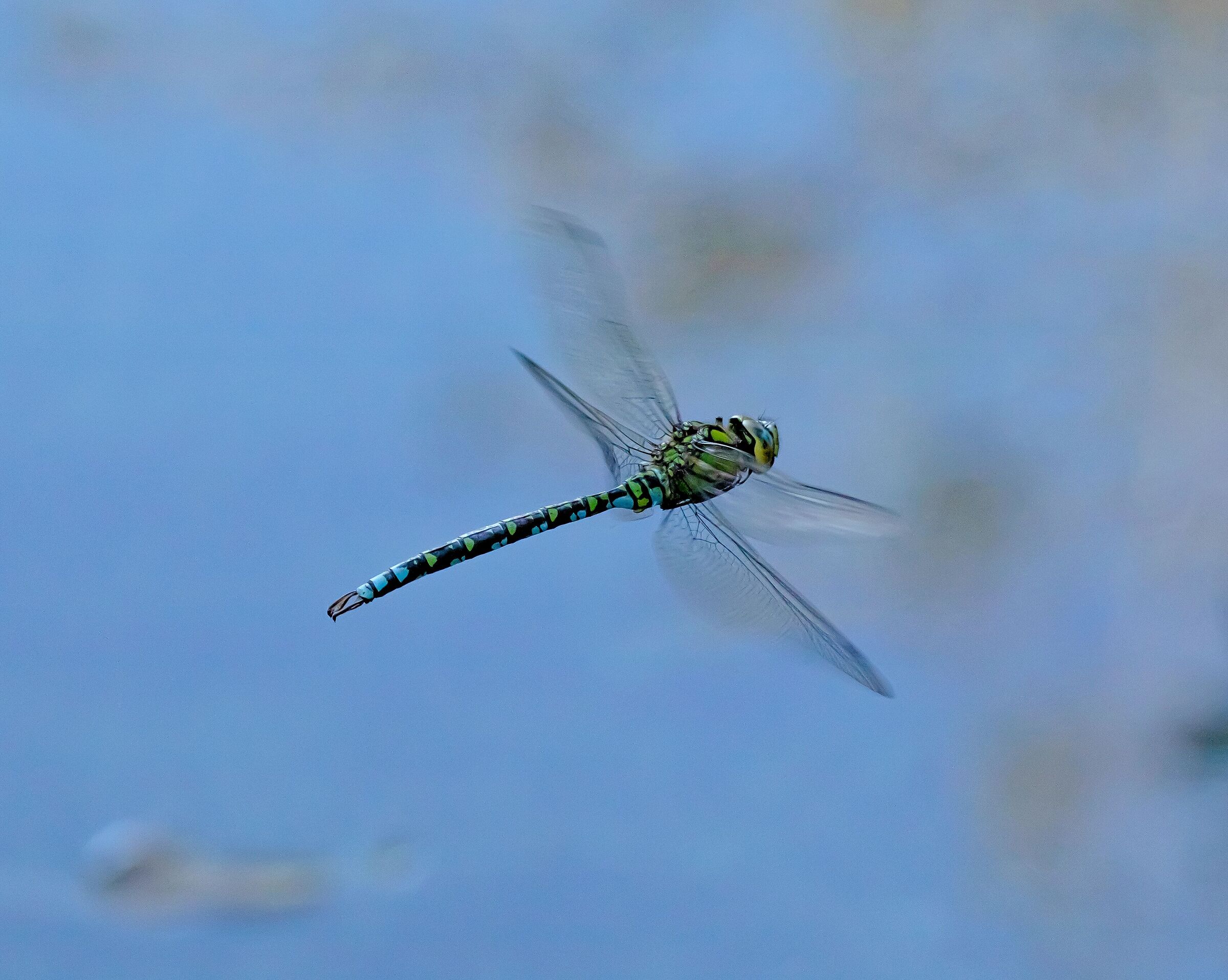 Dragonfly Anax Imperator in flight 8/10/2020...