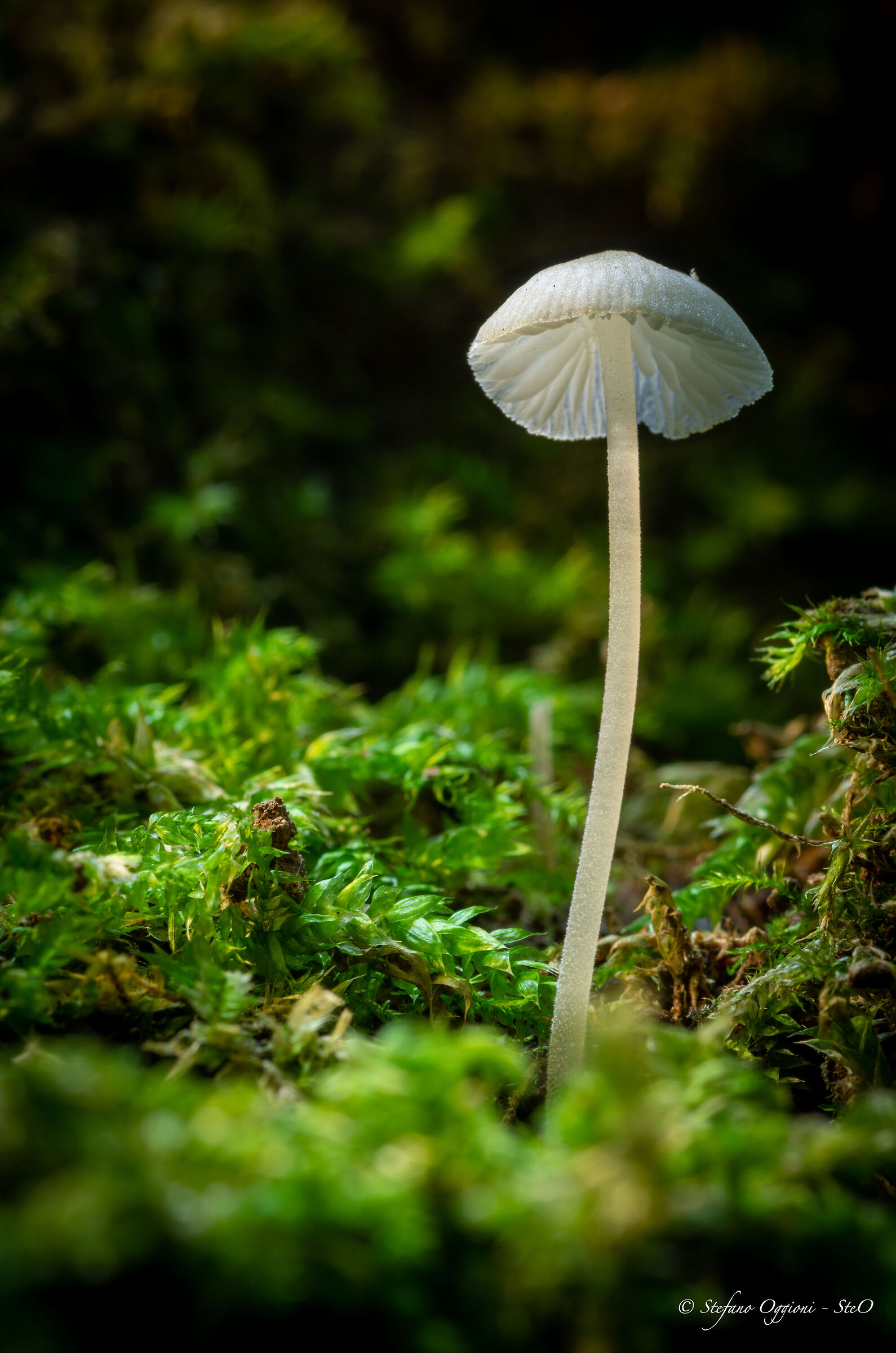 Mushroom in the woods along the Adda......