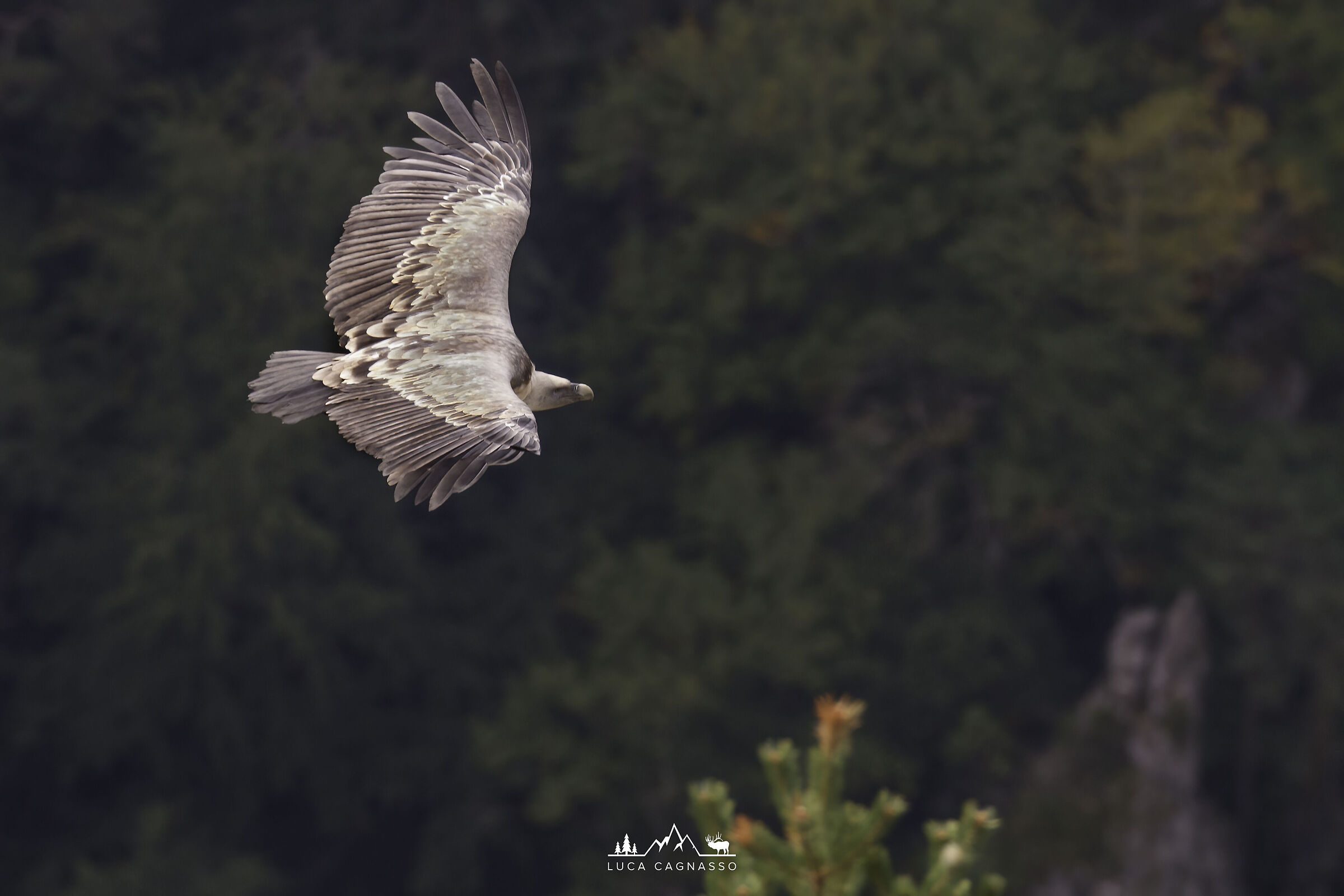 Griffon flying in the Gorge du Verdon...