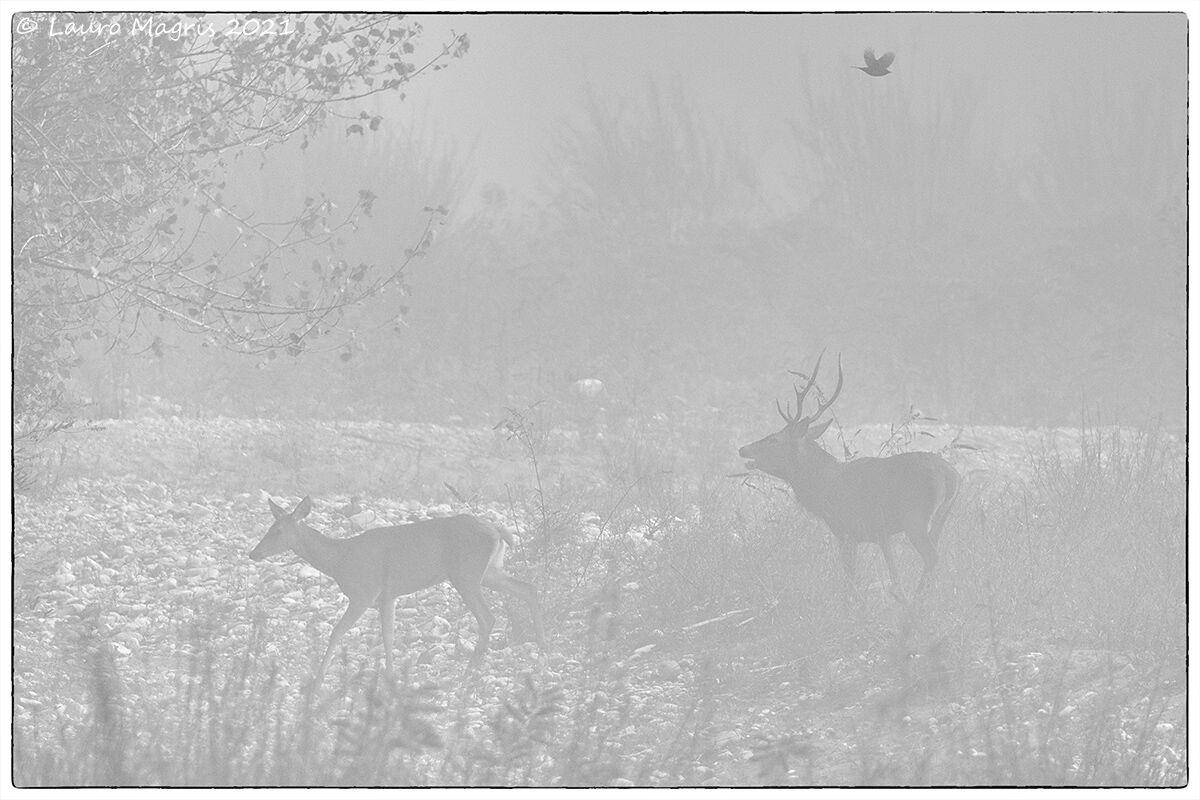 Bramito nella nebbia...