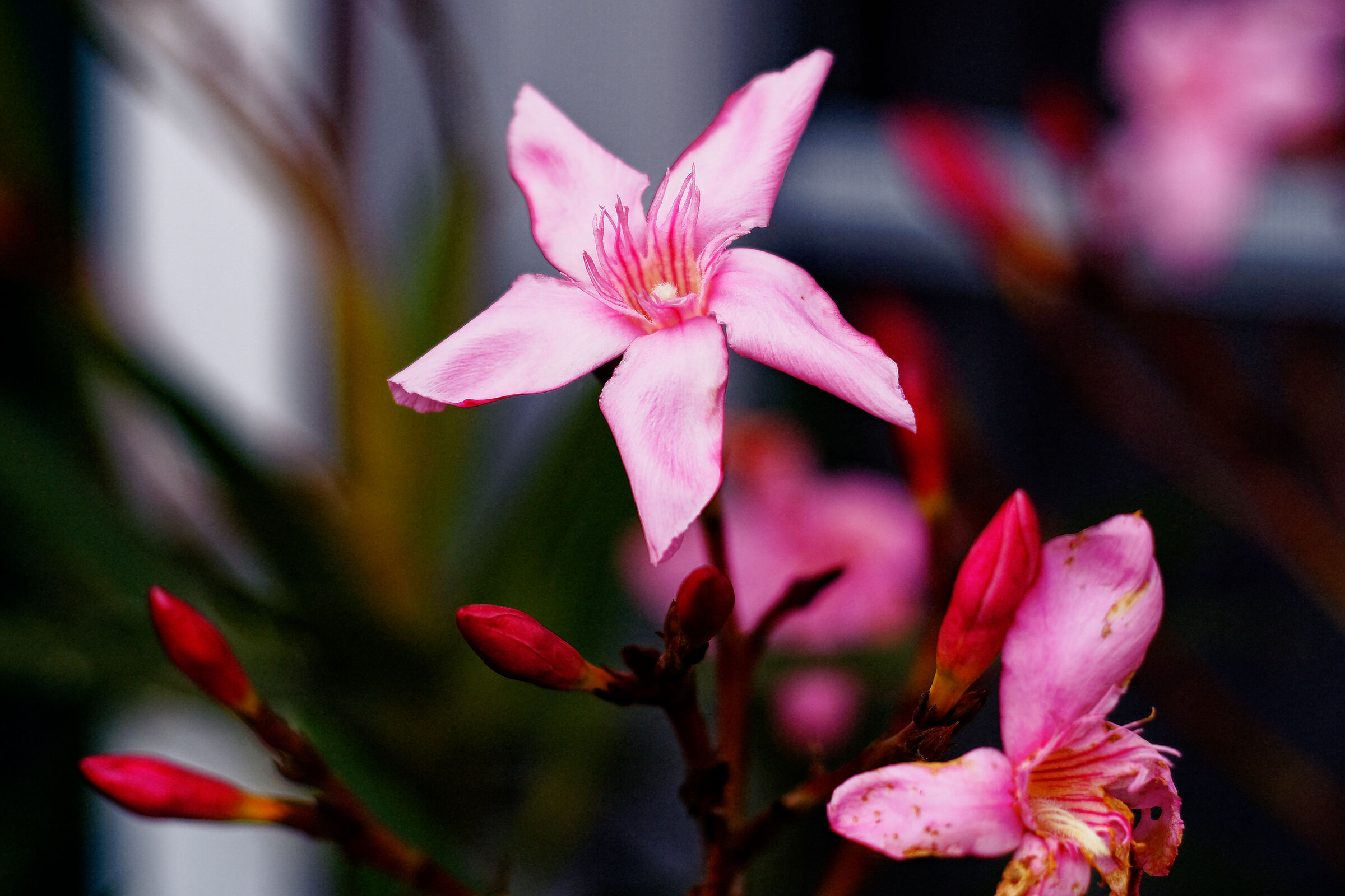 Oleander Blossom...