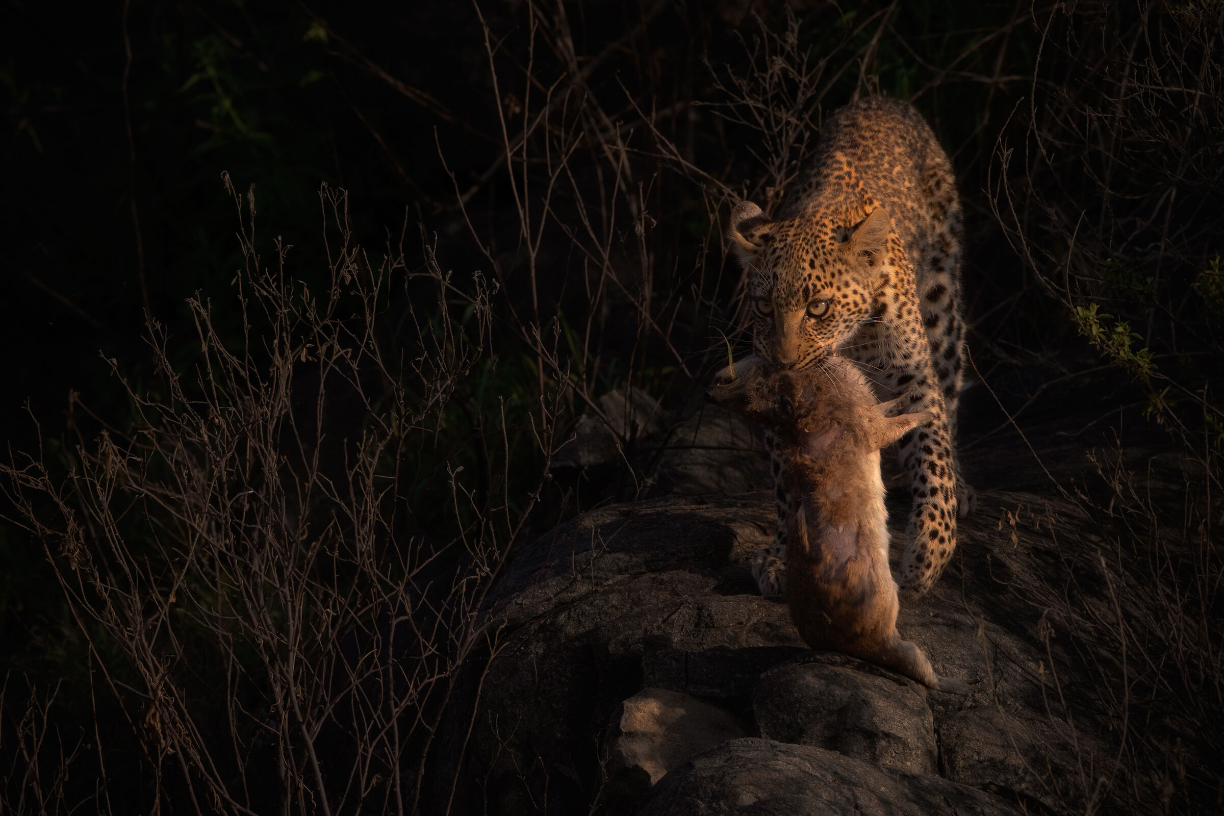 giovane leopardo...