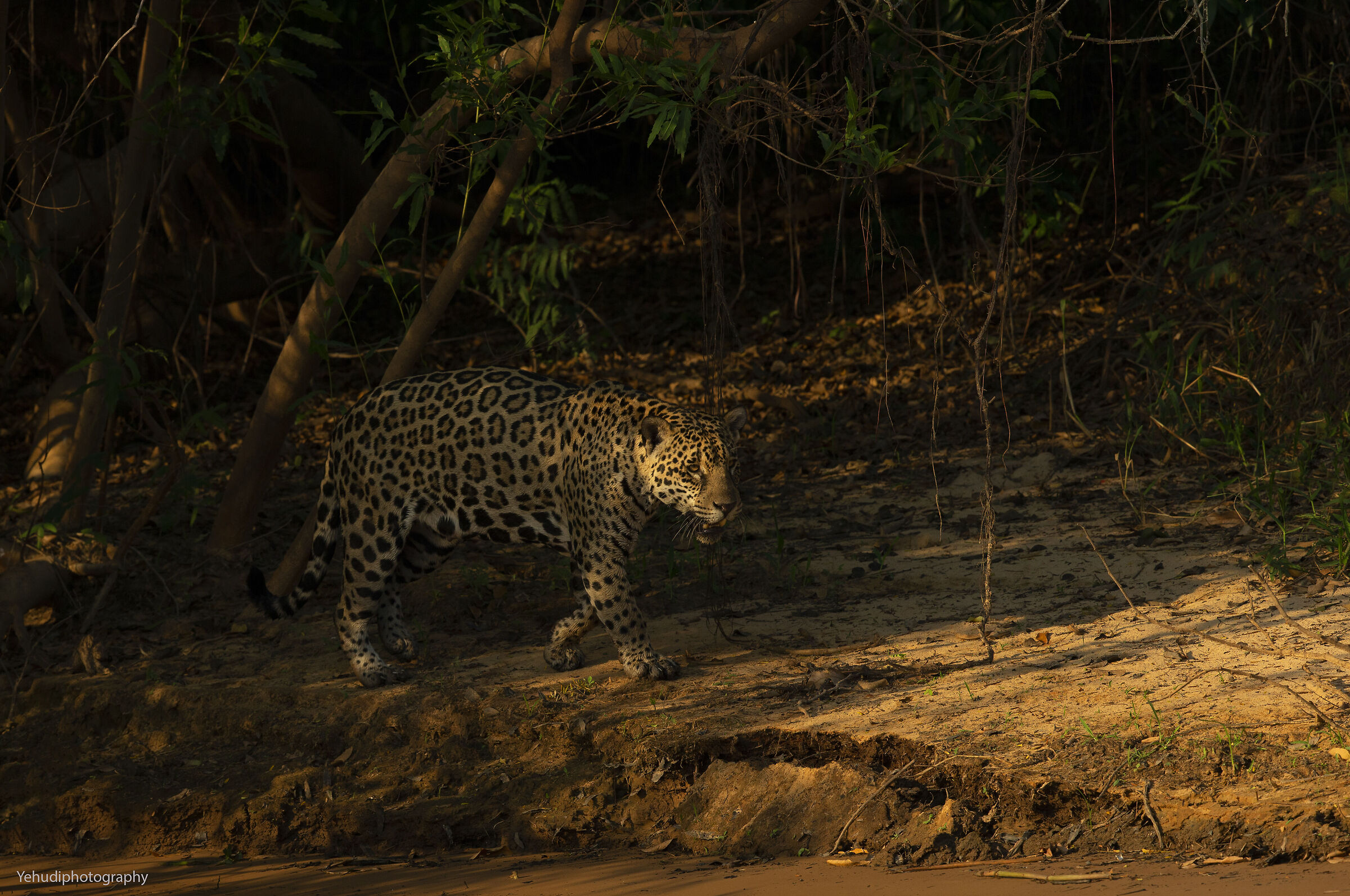 Jaguar, Pantanal...