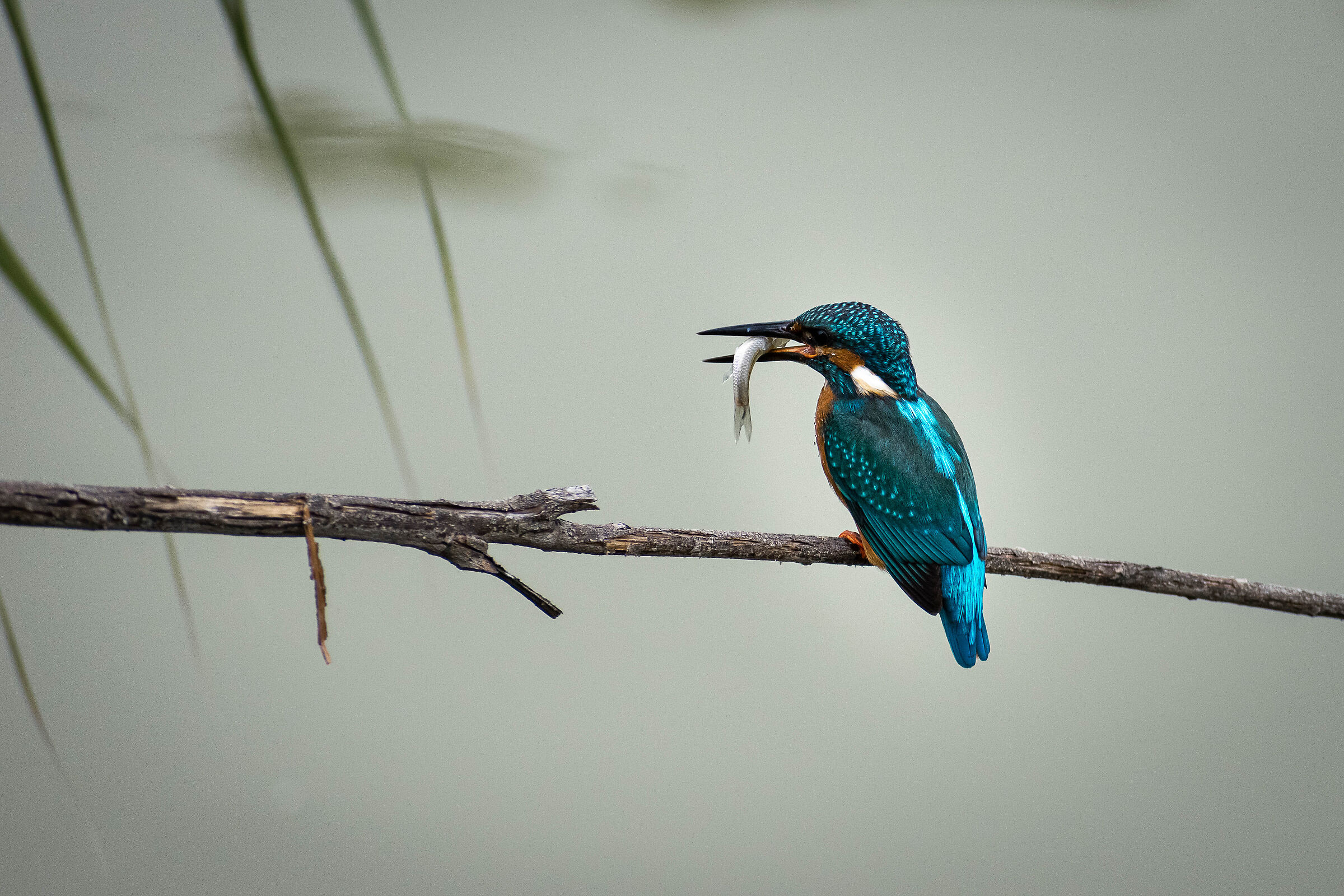 kingfisher.... what a catch!...