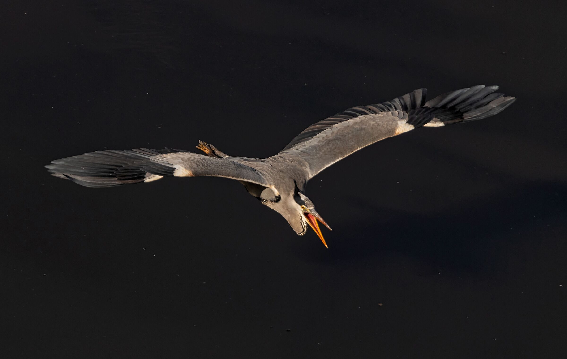 Grey heron in flight Oasi Baggero (co) 12/10/2021...