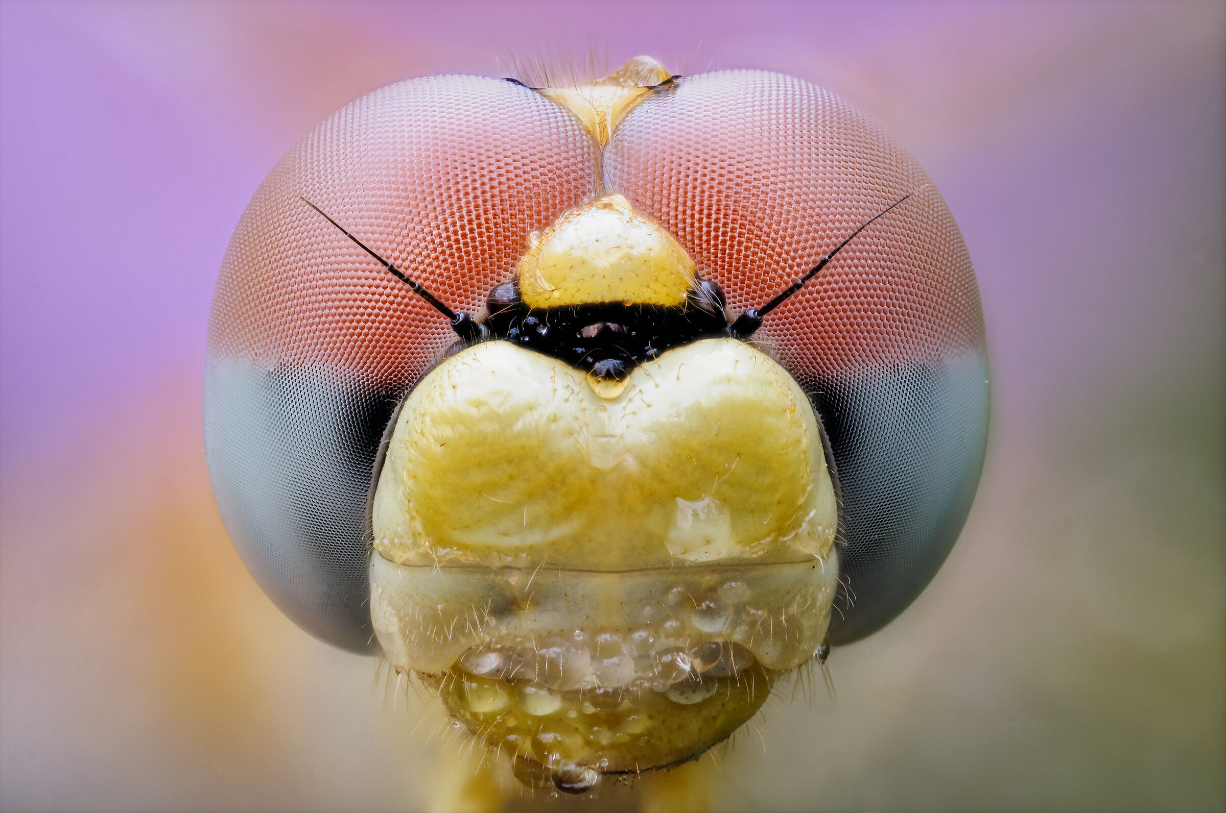 Portrait of dragonfly...
