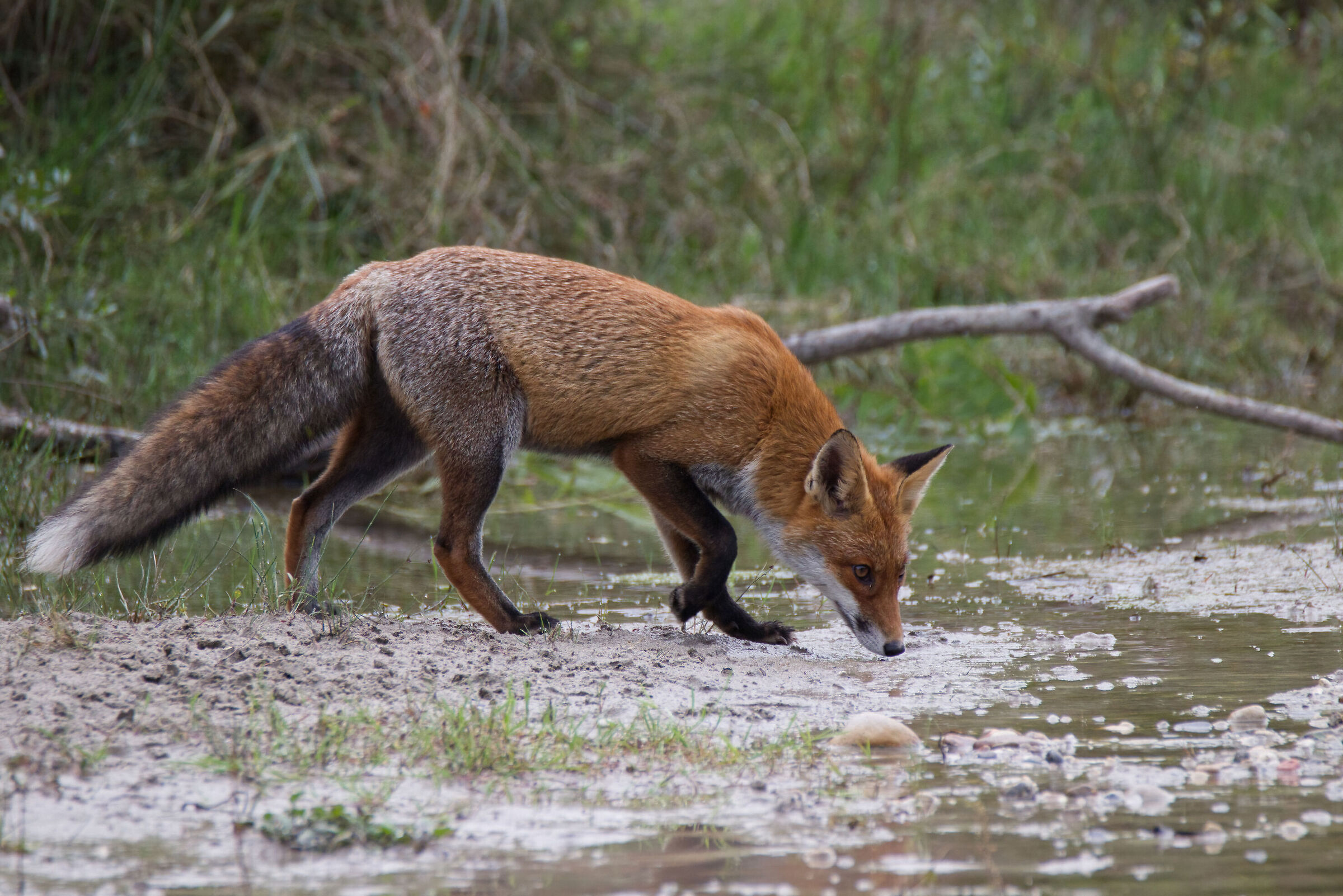 fox looking for breakfast......