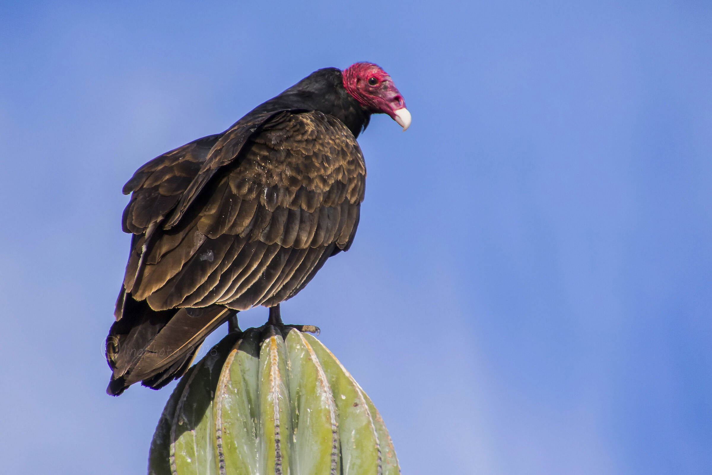 Avvoltoio collorosso  - Baja California...