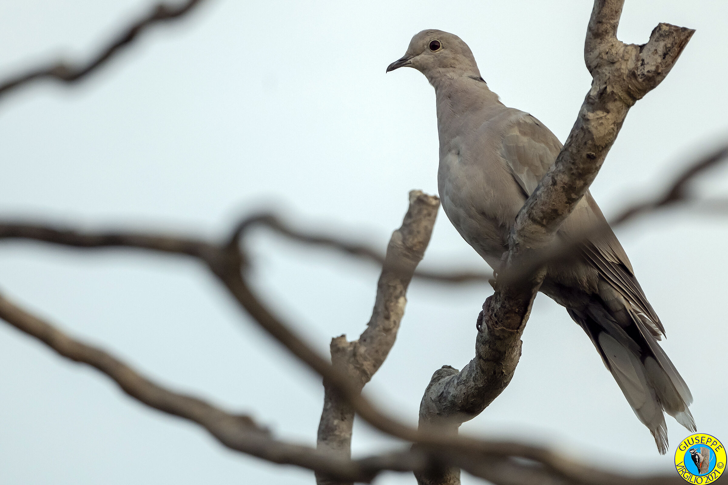 Collared dove grey (Sardinia) 2021...