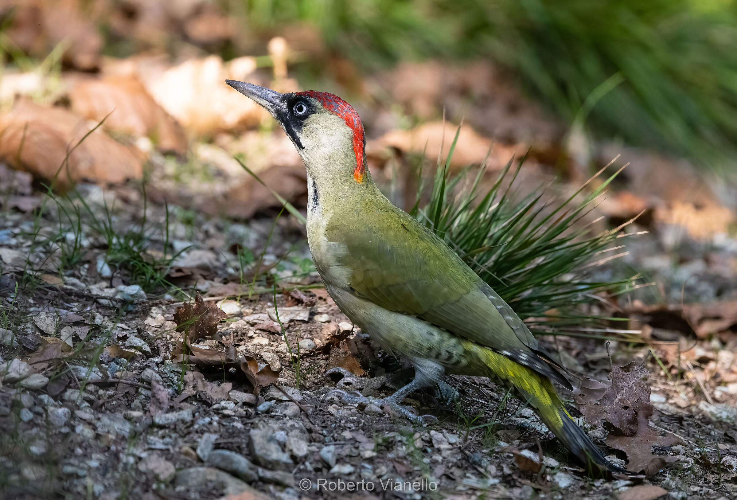Female green woodpecker (Picus viridis)...