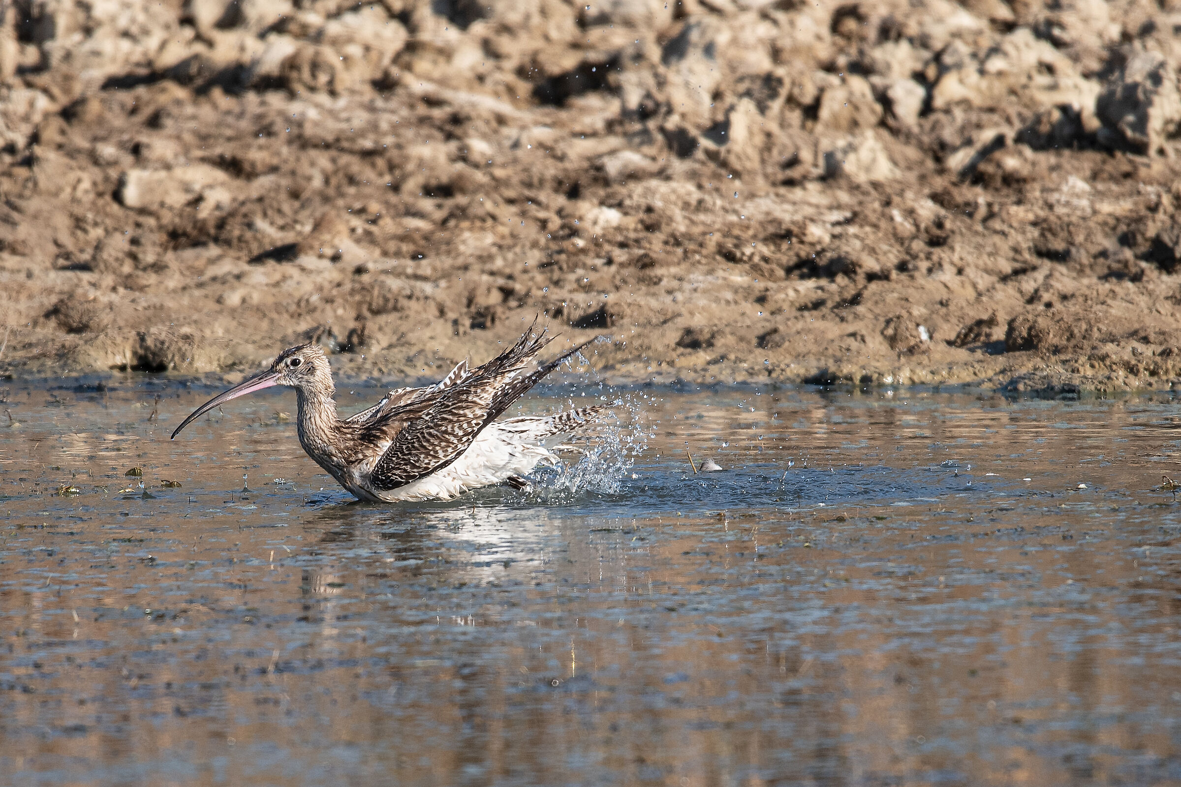 Curlew...