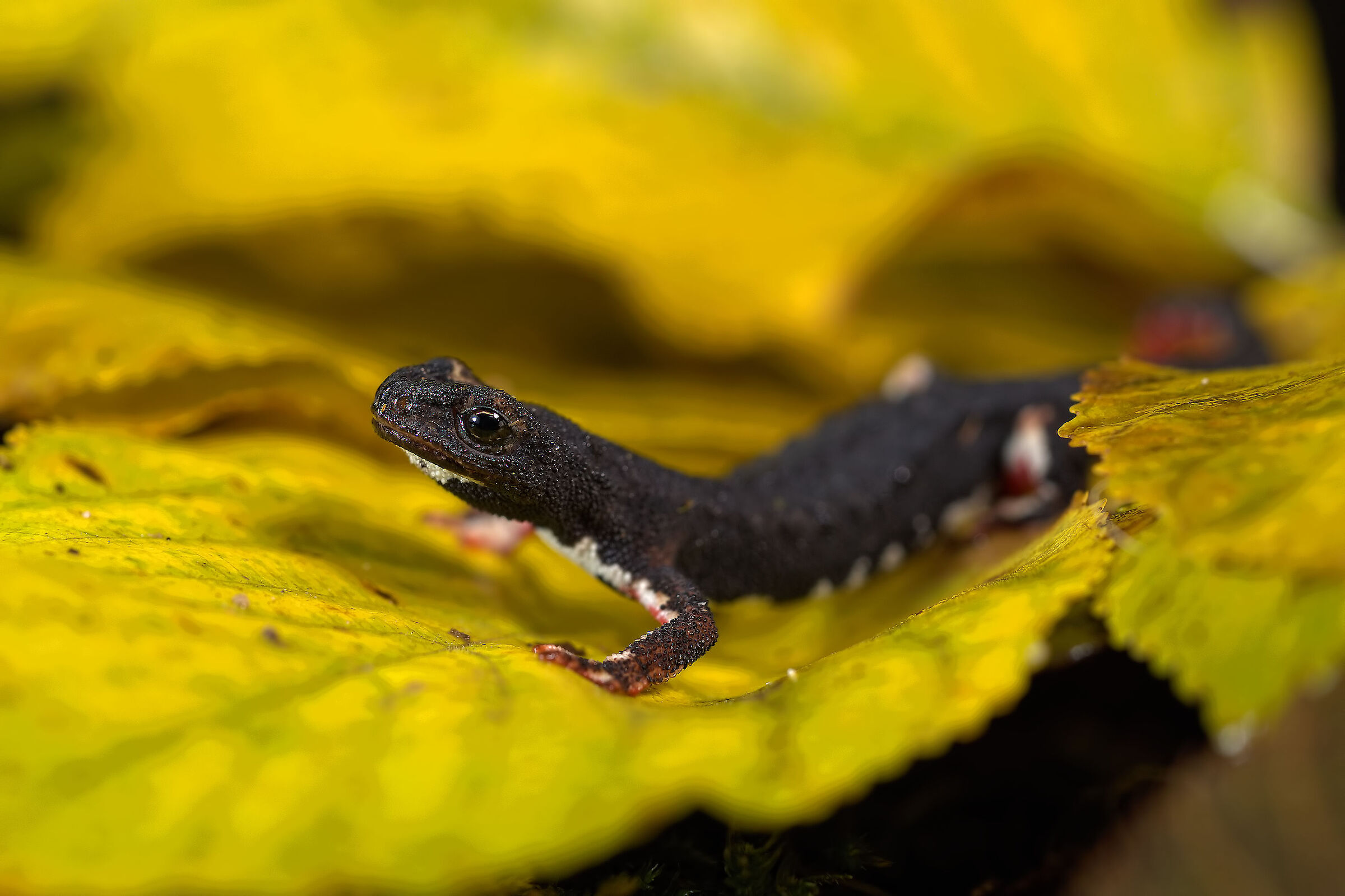 Salamander of Savi...