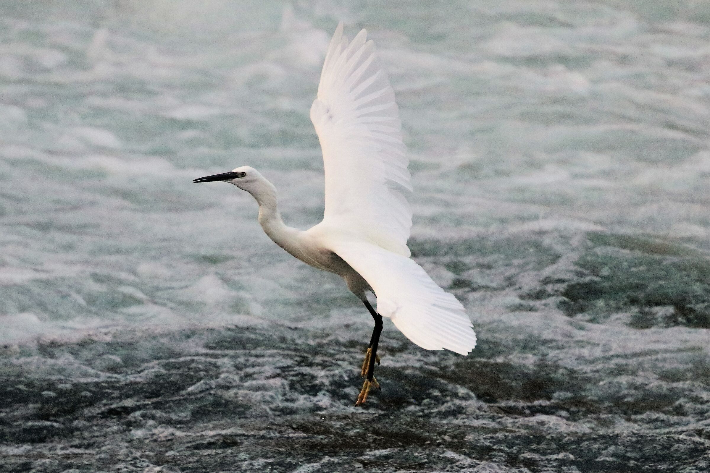 egret...