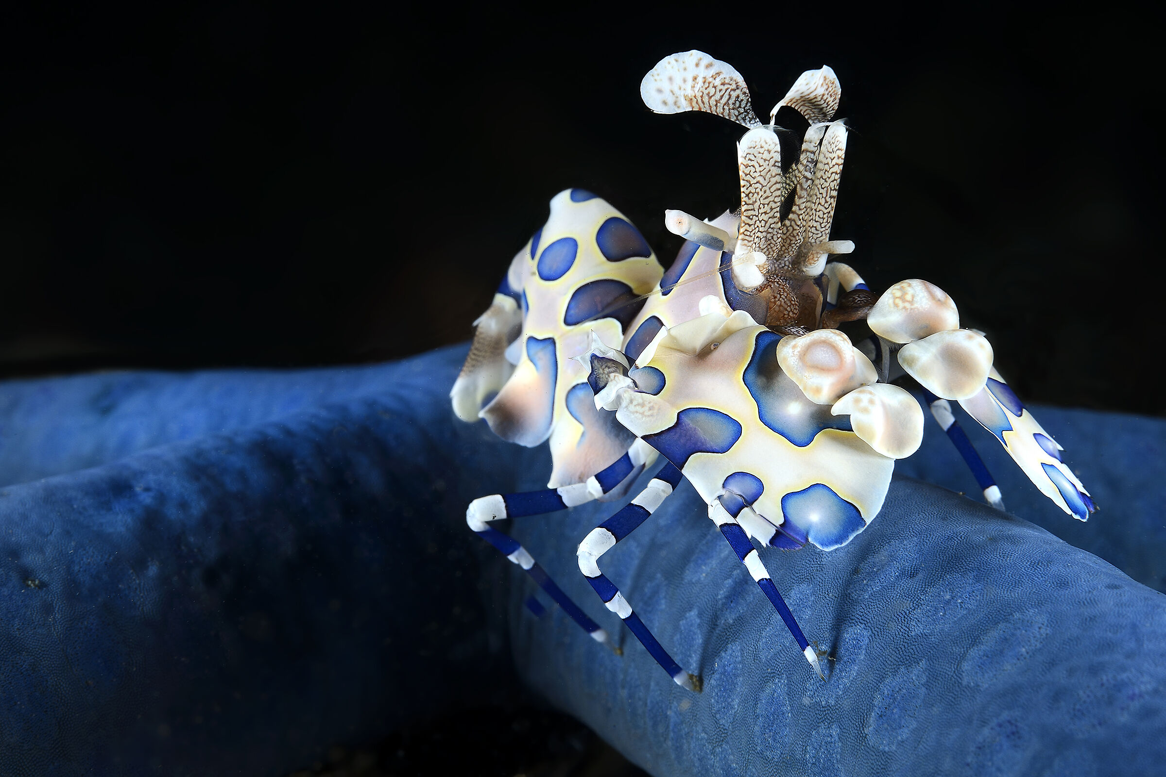 Harlequin shrimp on blue starfish...