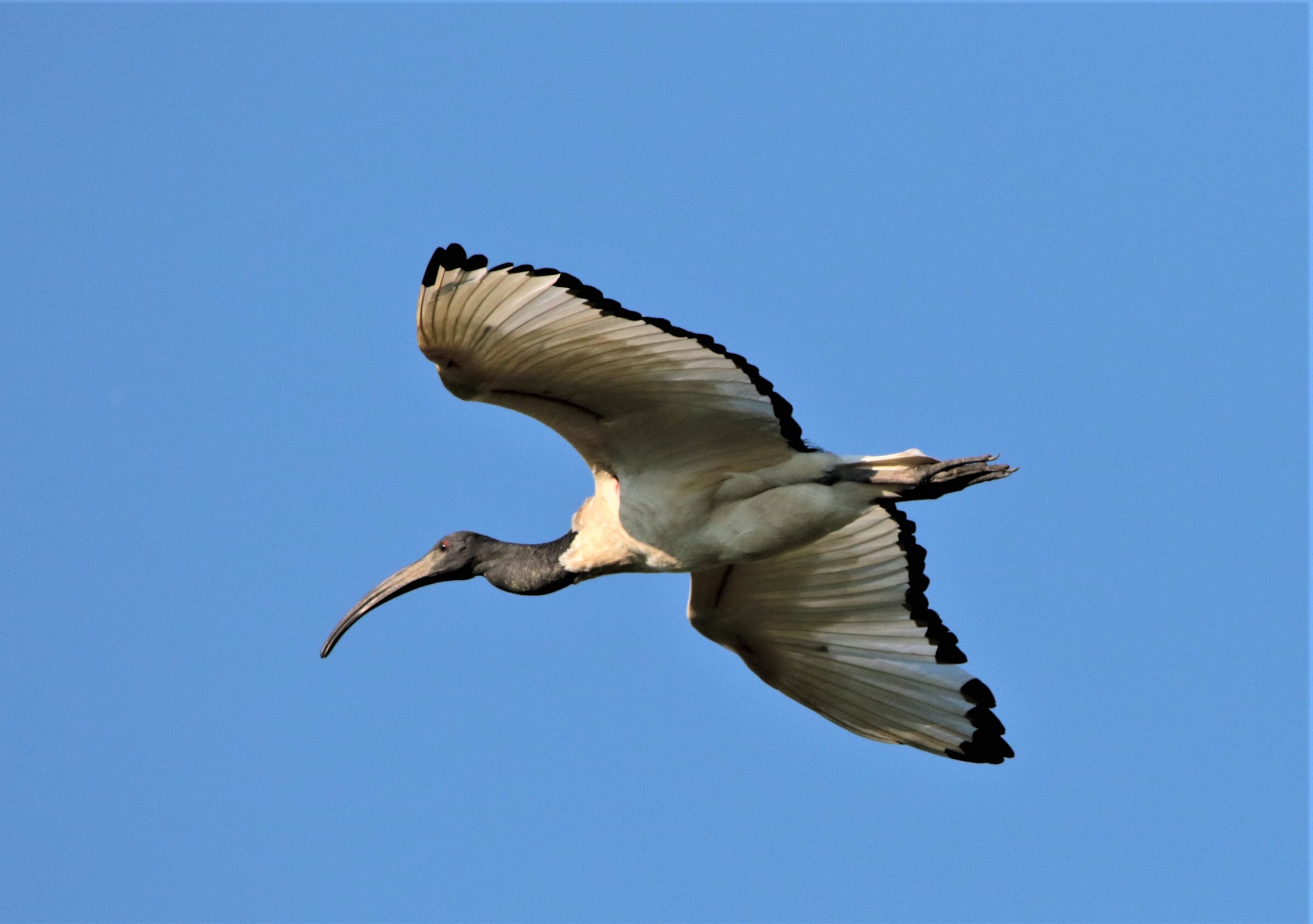 ibis di passaggio...