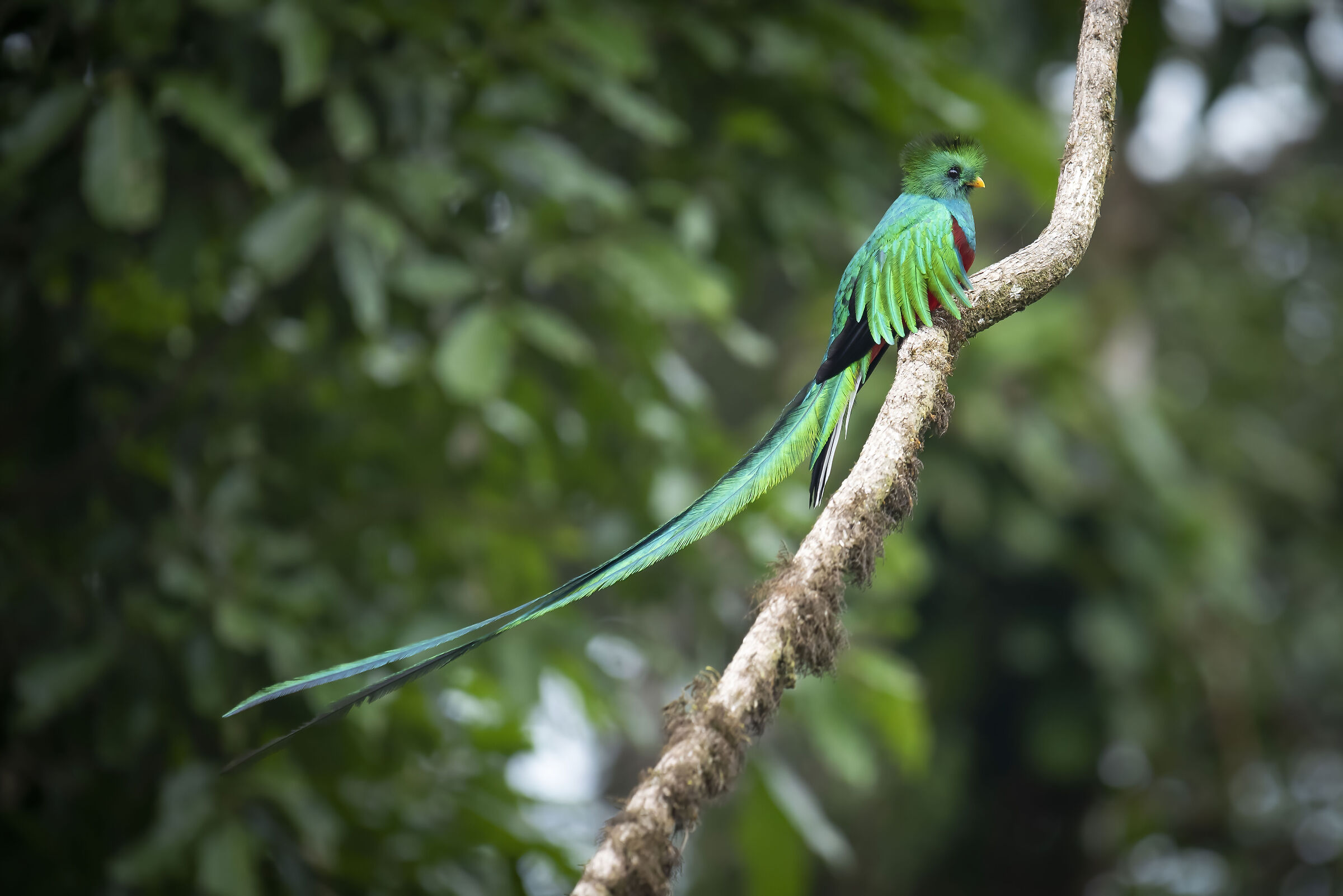 Pharomachrus mocinno (Quetzal guatemalteco)...