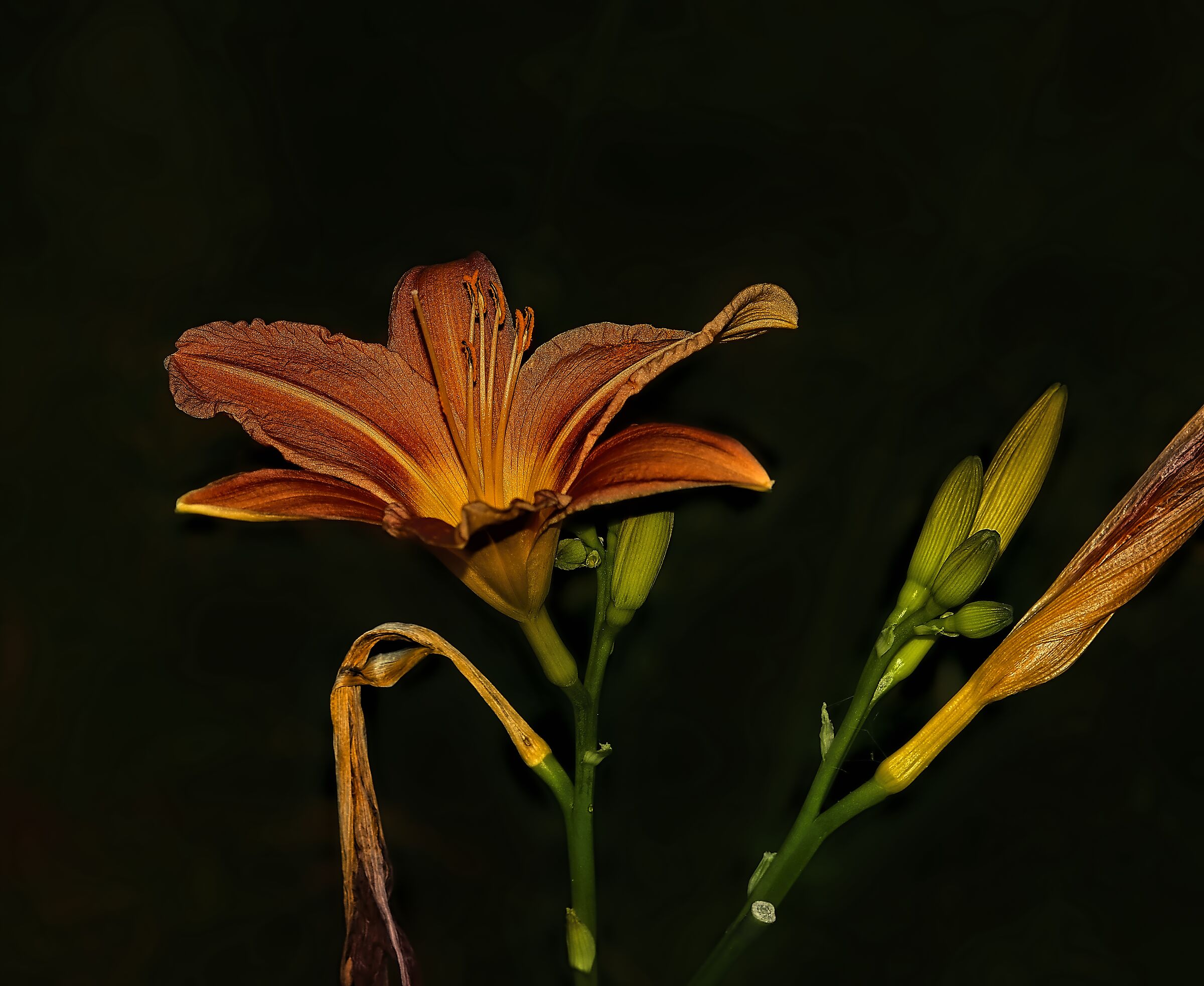Lily in autumn bloom...