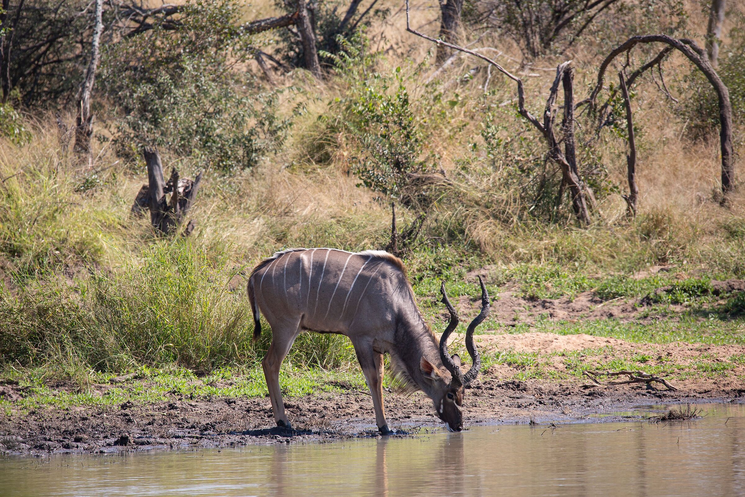 Kudu.. thirsty!...
