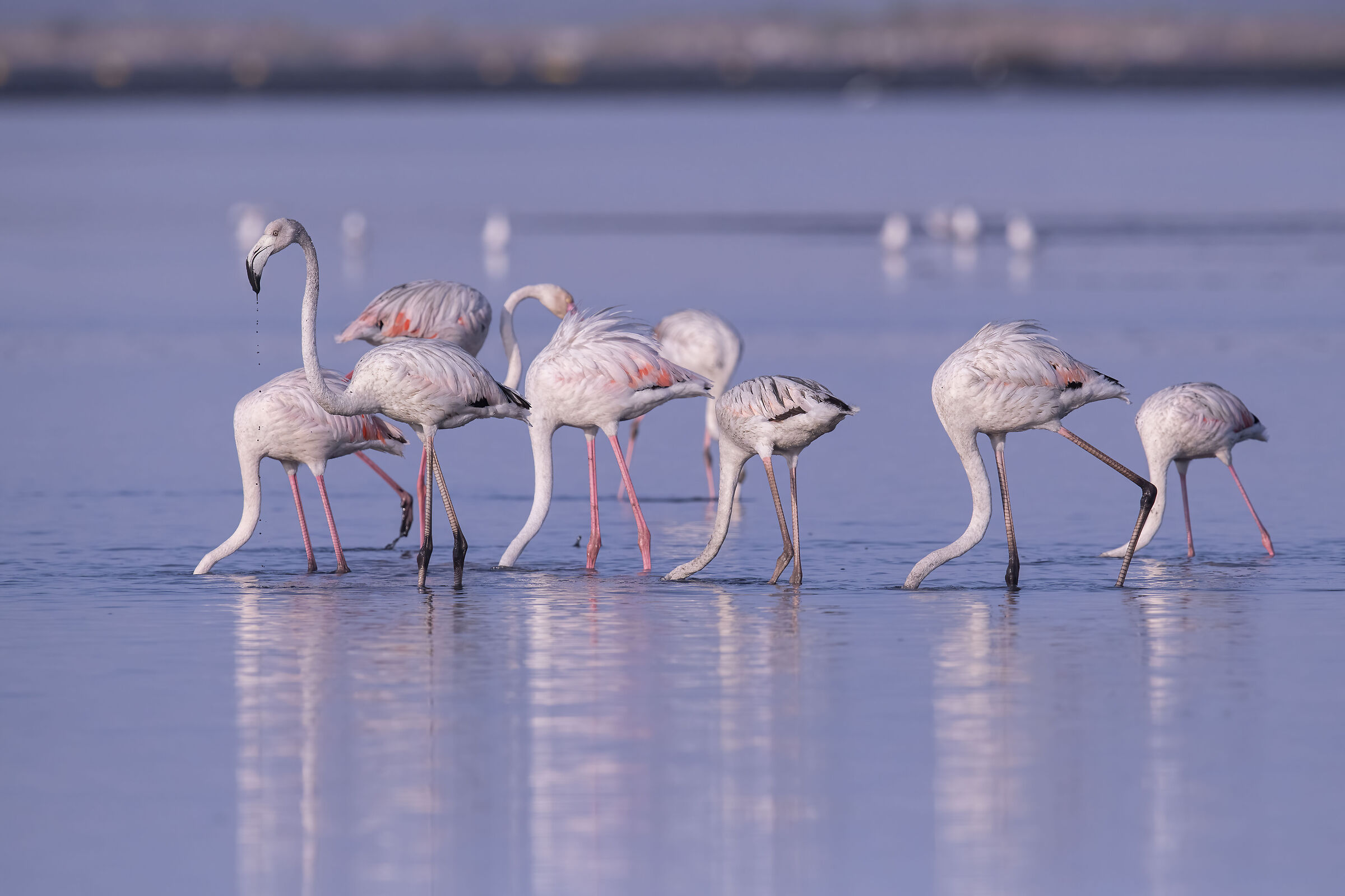 Flamingo-comum (Phoenicopterus roseus) ...