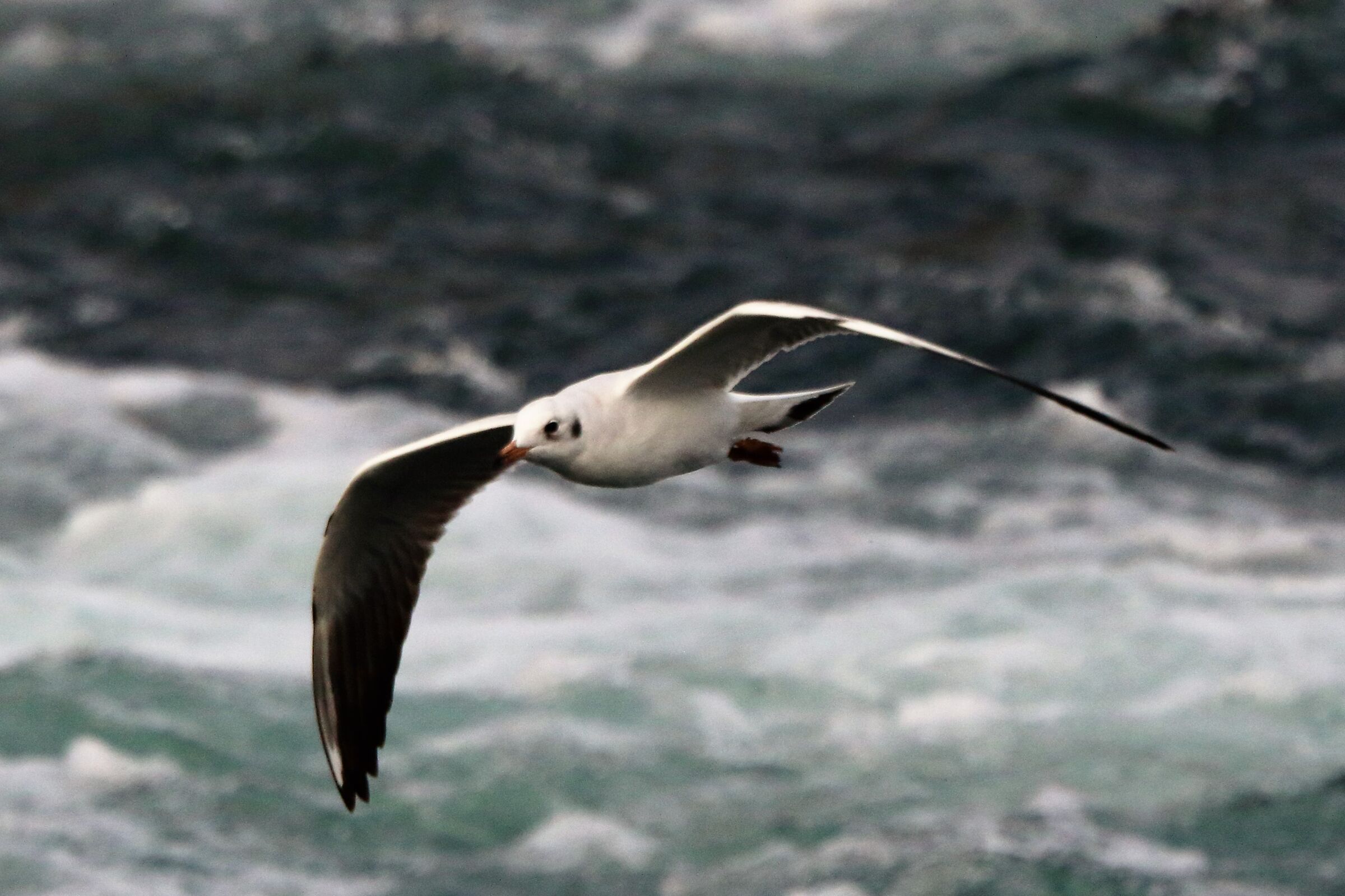 land gull...