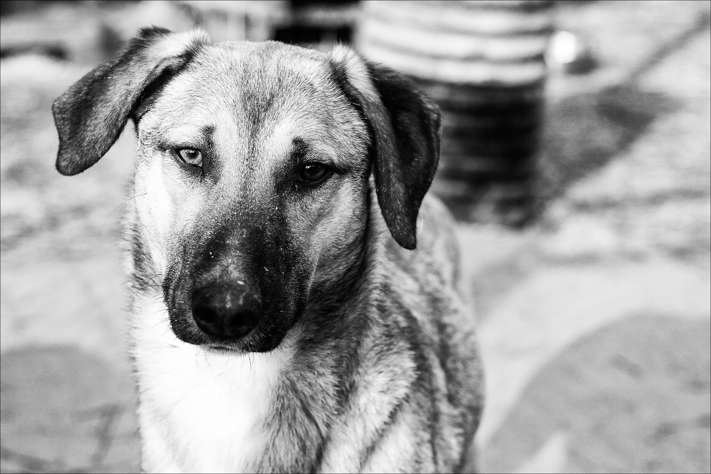 Pierina...