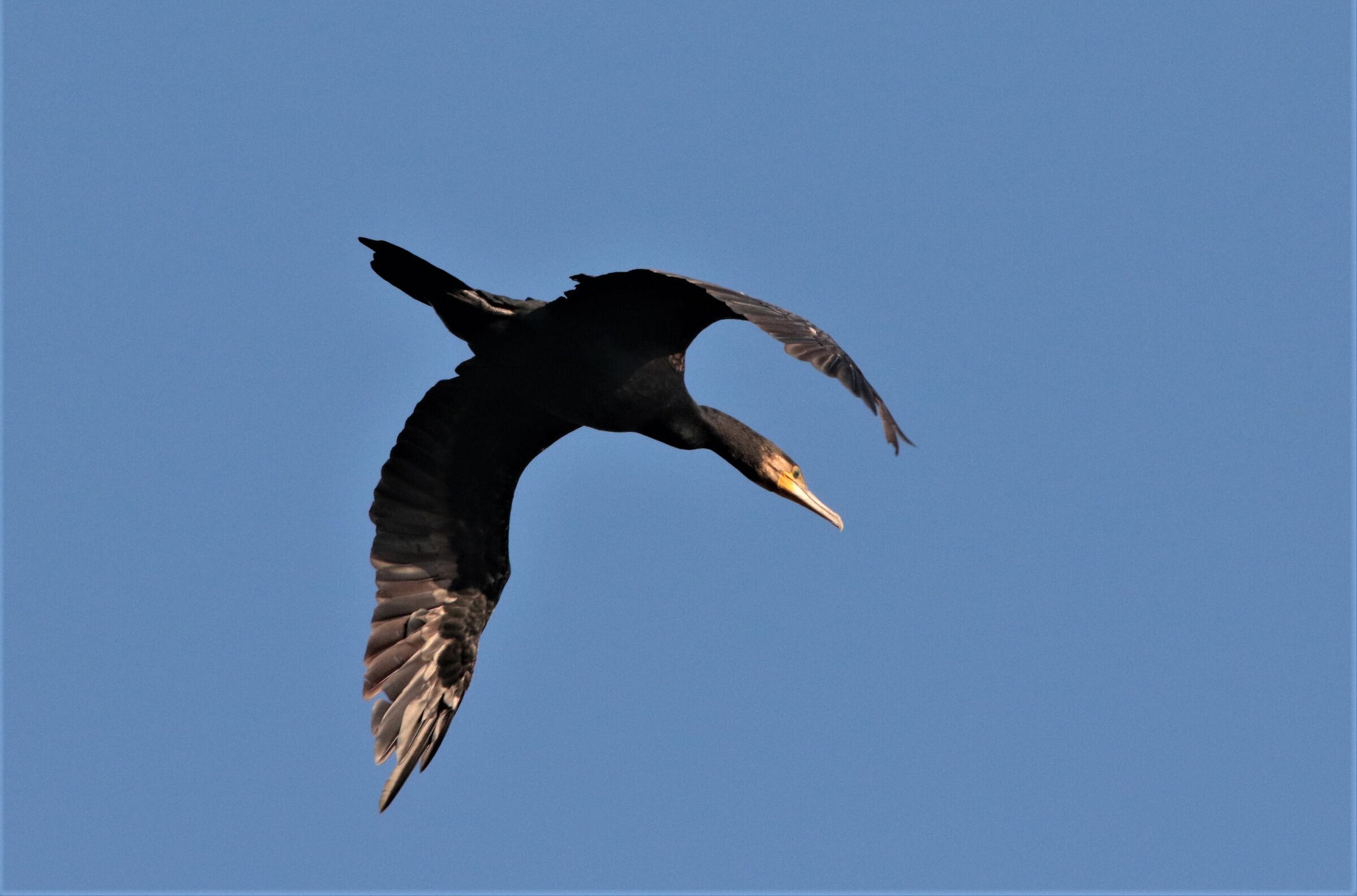 cormorant...