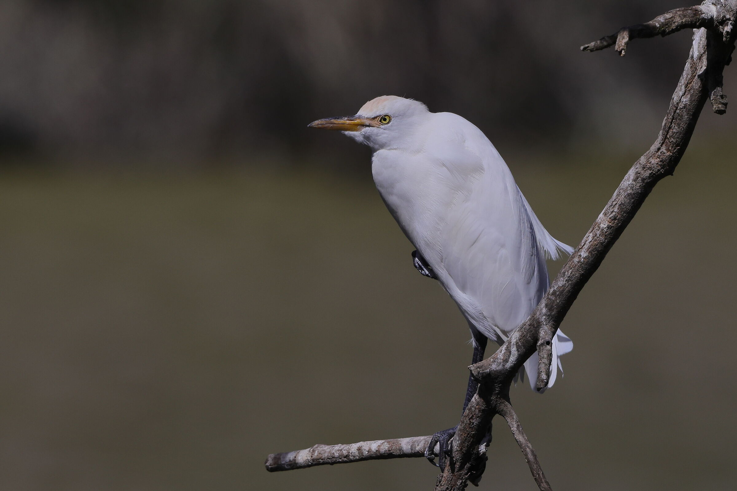 Cattle egret...