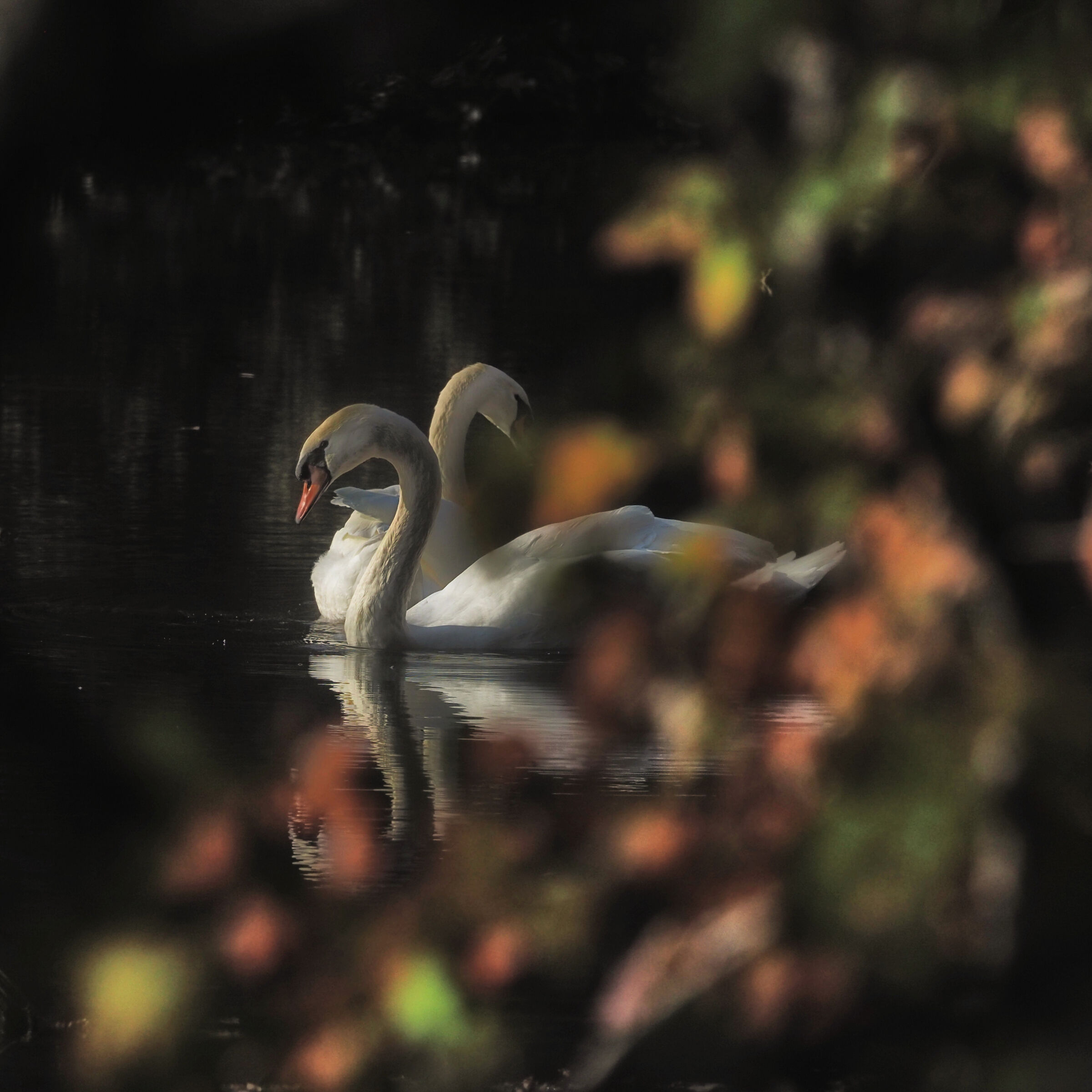 Swan in autumn...