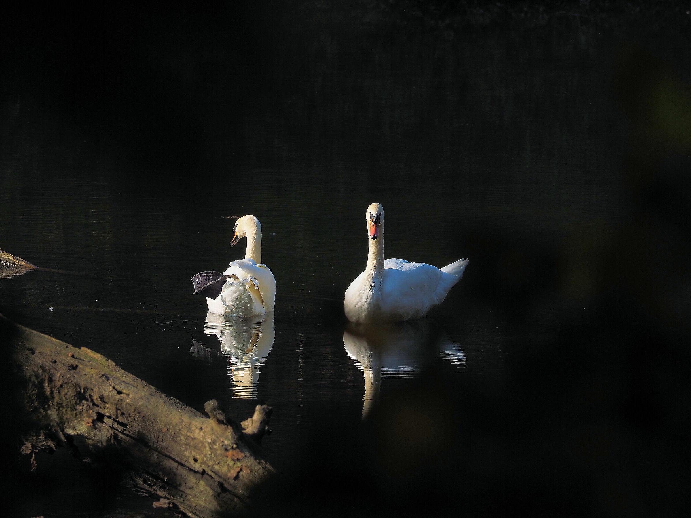Swan in autumn 2...